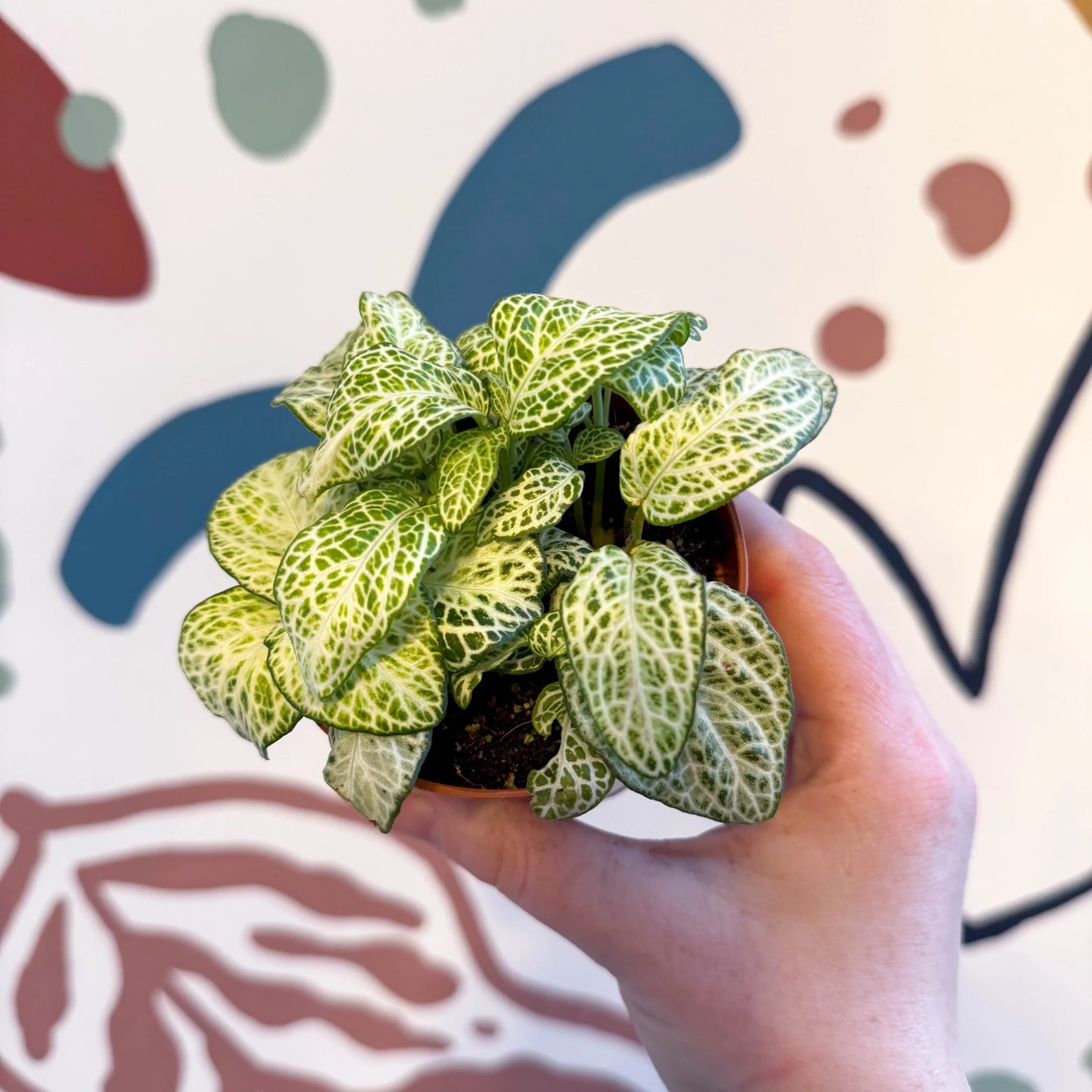 Fittonia argyroneura ‘Mosaic Lemon’ - Image 11