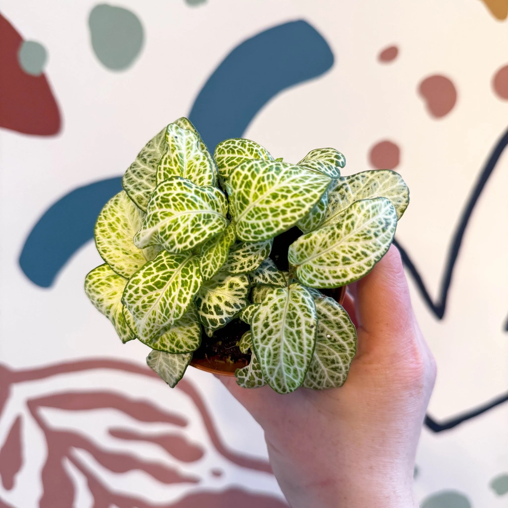 Fittonia argyroneura ‘Mosaic Lemon’ - Image 12