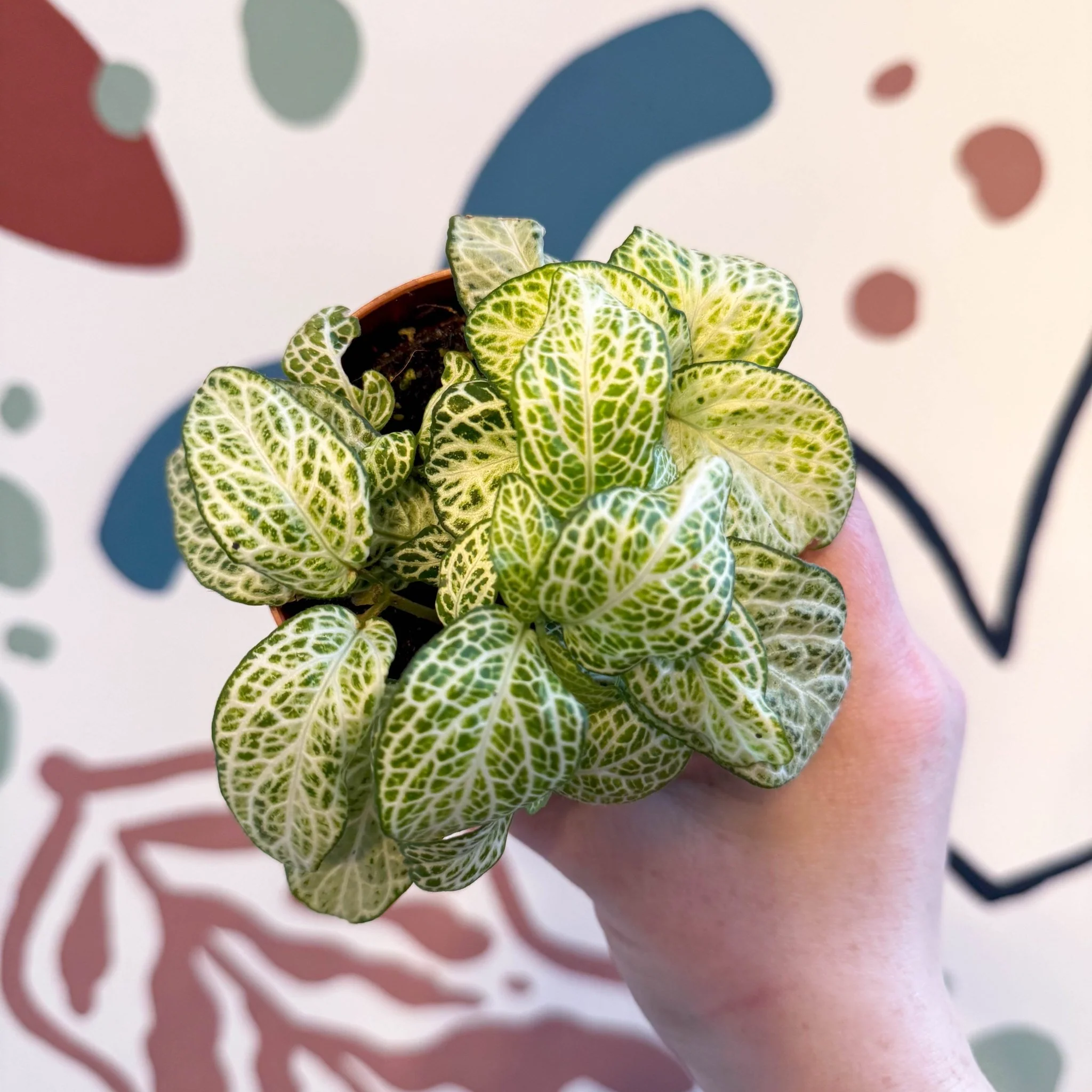 Fittonia argyroneura ‘Mosaic Lemon’ - Image 2