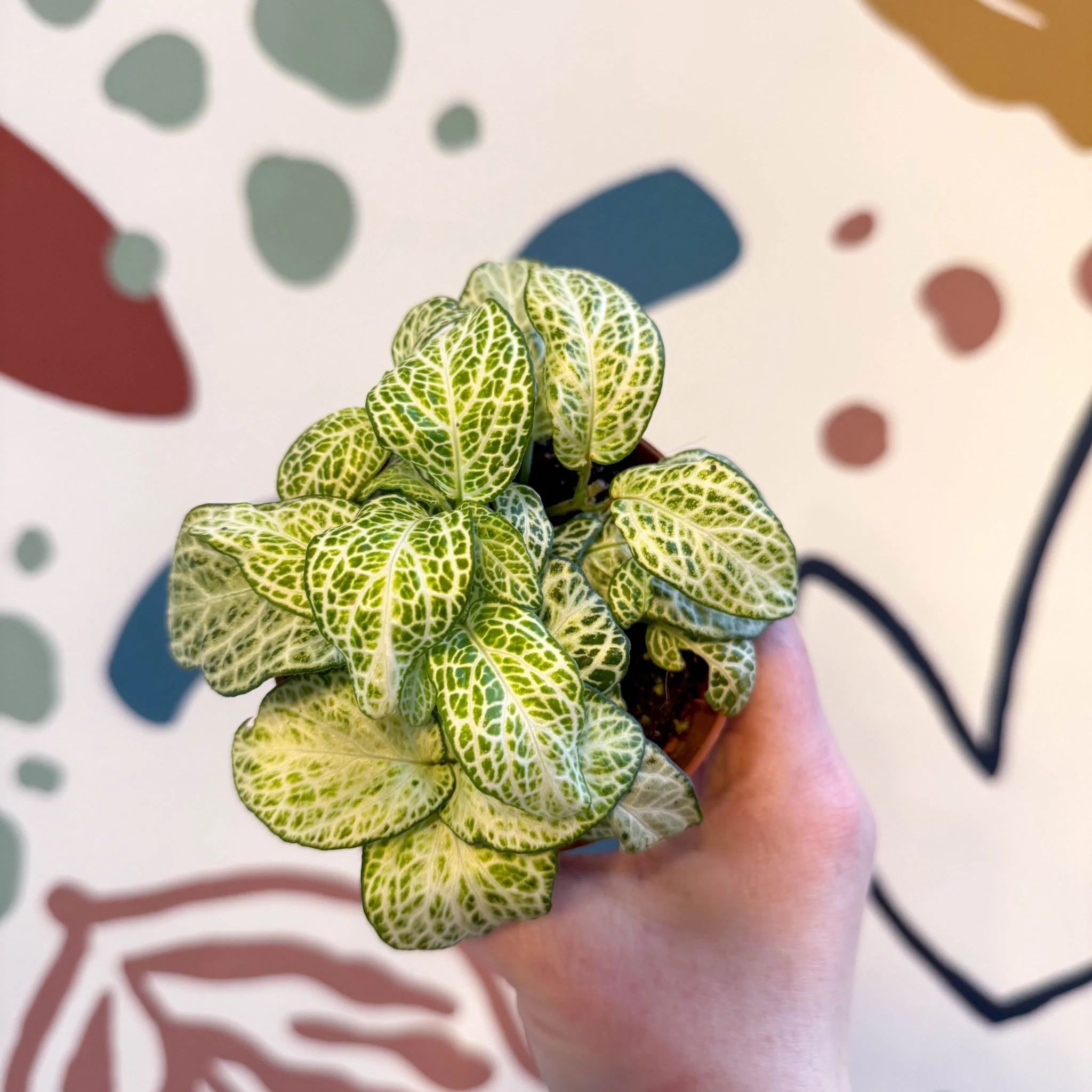 Fittonia argyroneura ‘Mosaic Lemon’ - Image 3