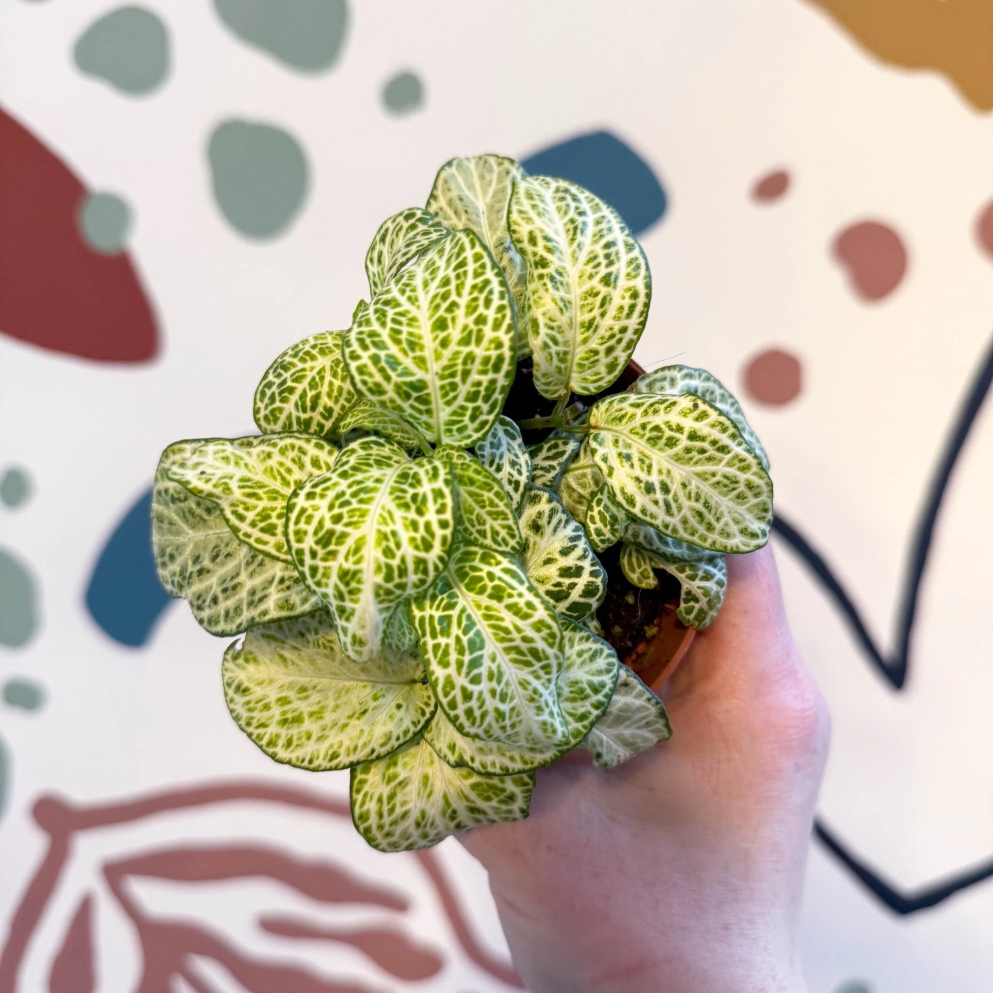 Fittonia argyroneura ‘Mosaic Lemon’ - Image 4