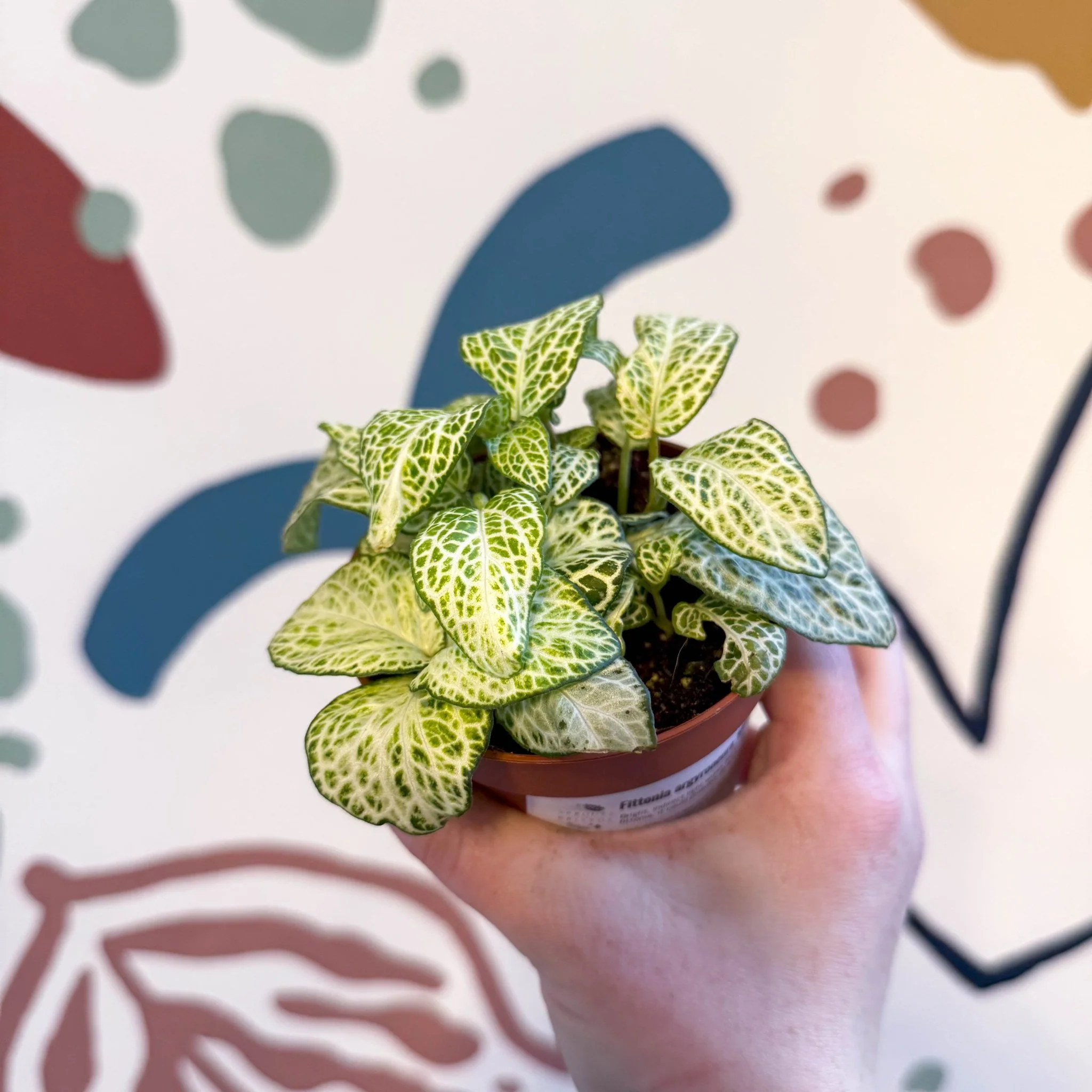 Fittonia argyroneura ‘Mosaic Lemon’ - Image 5