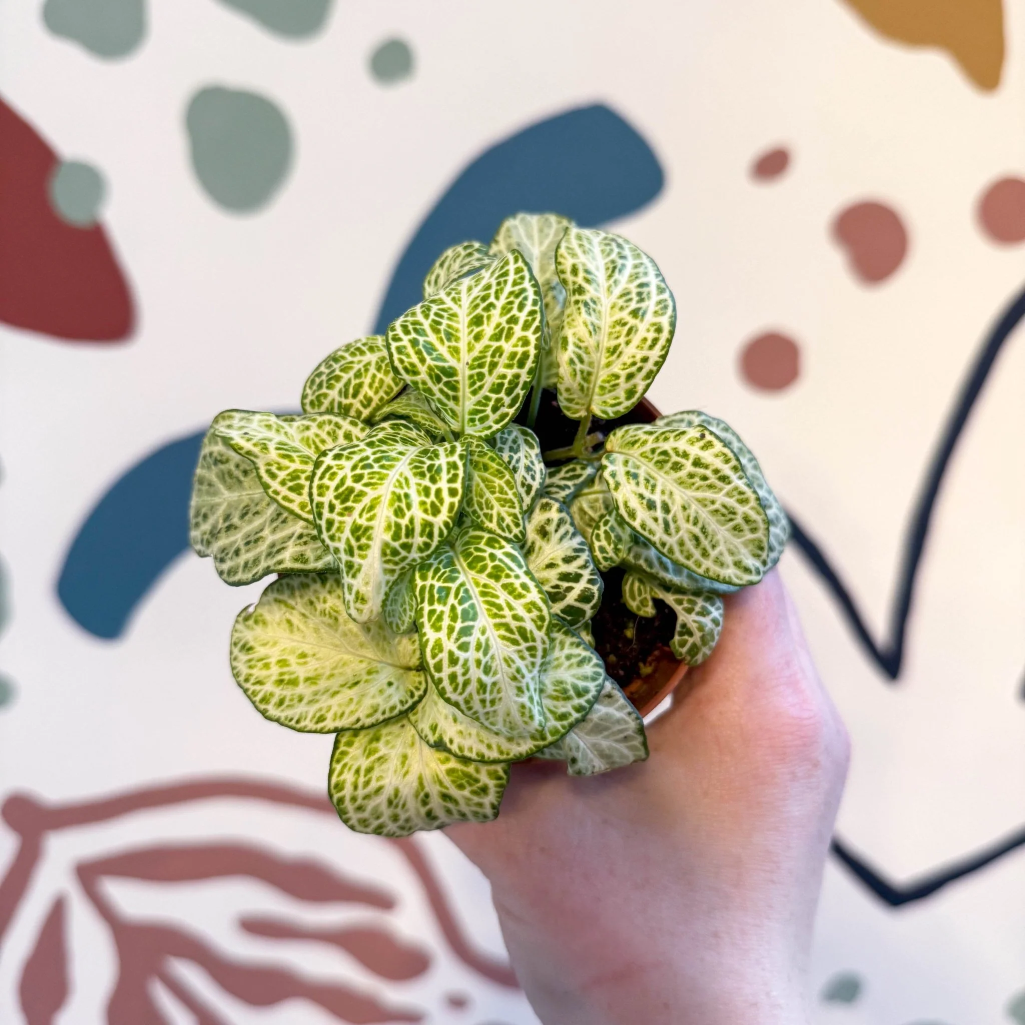 Fittonia argyroneura ‘Mosaic Lemon’ - Image 6