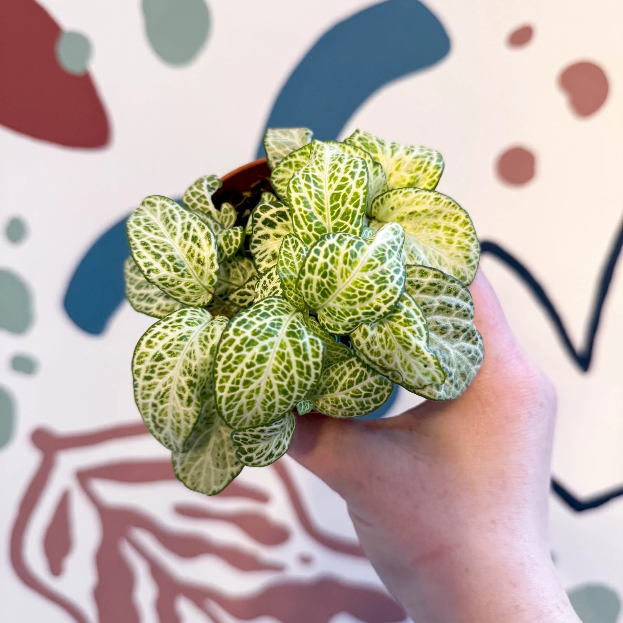 Fittonia argyroneura ‘Mosaic Lemon’ - Image 7