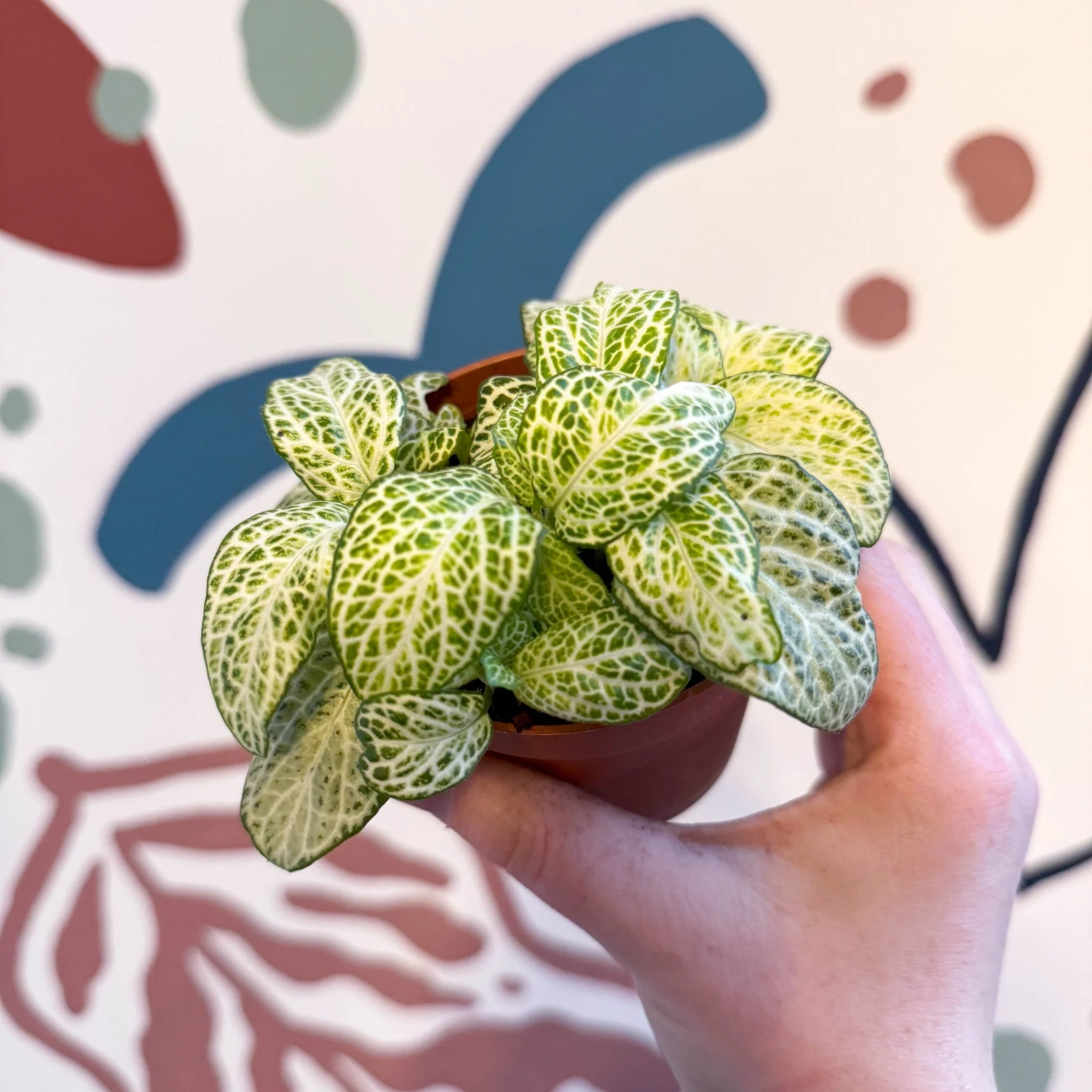 Fittonia argyroneura ‘Mosaic Lemon’ - Image 8