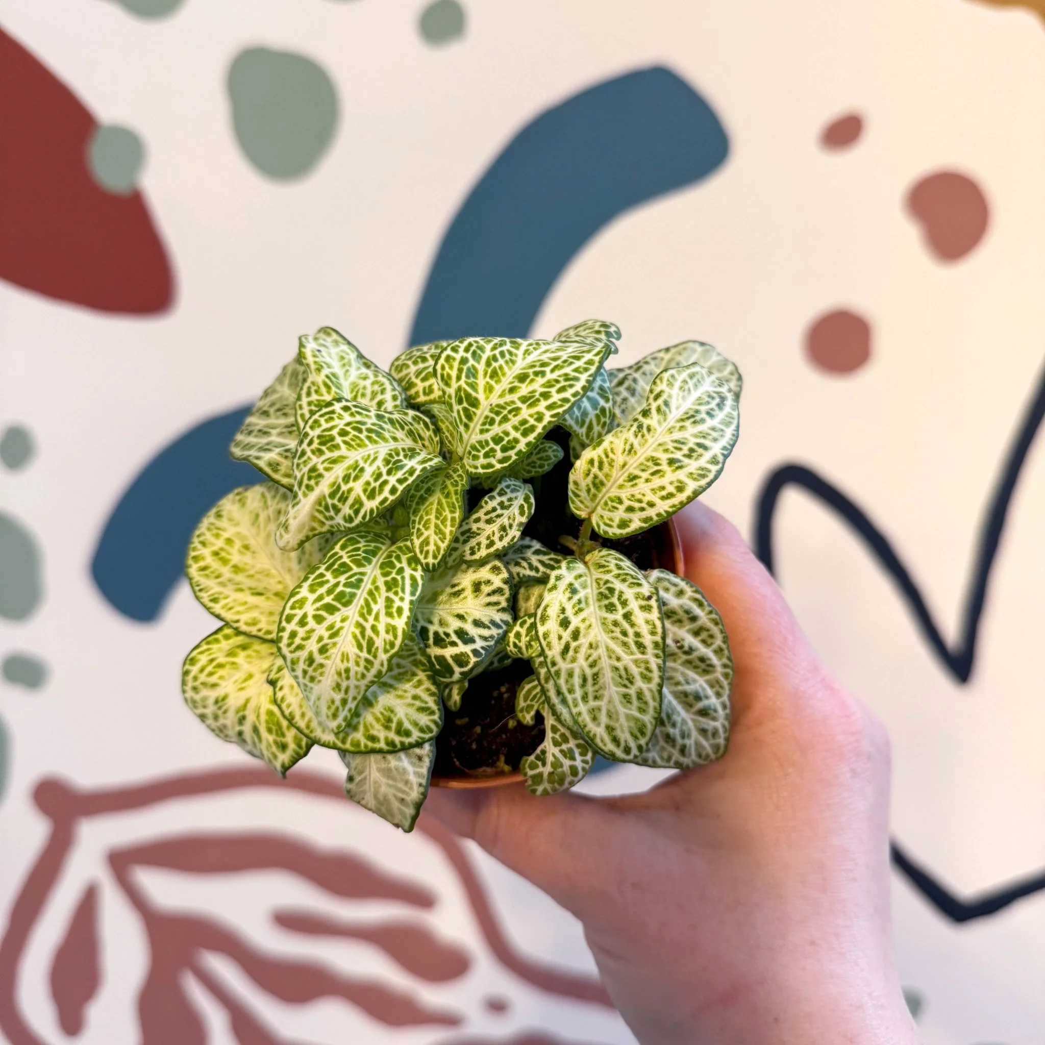 Fittonia argyroneura ‘Mosaic Lemon’ - Image 9