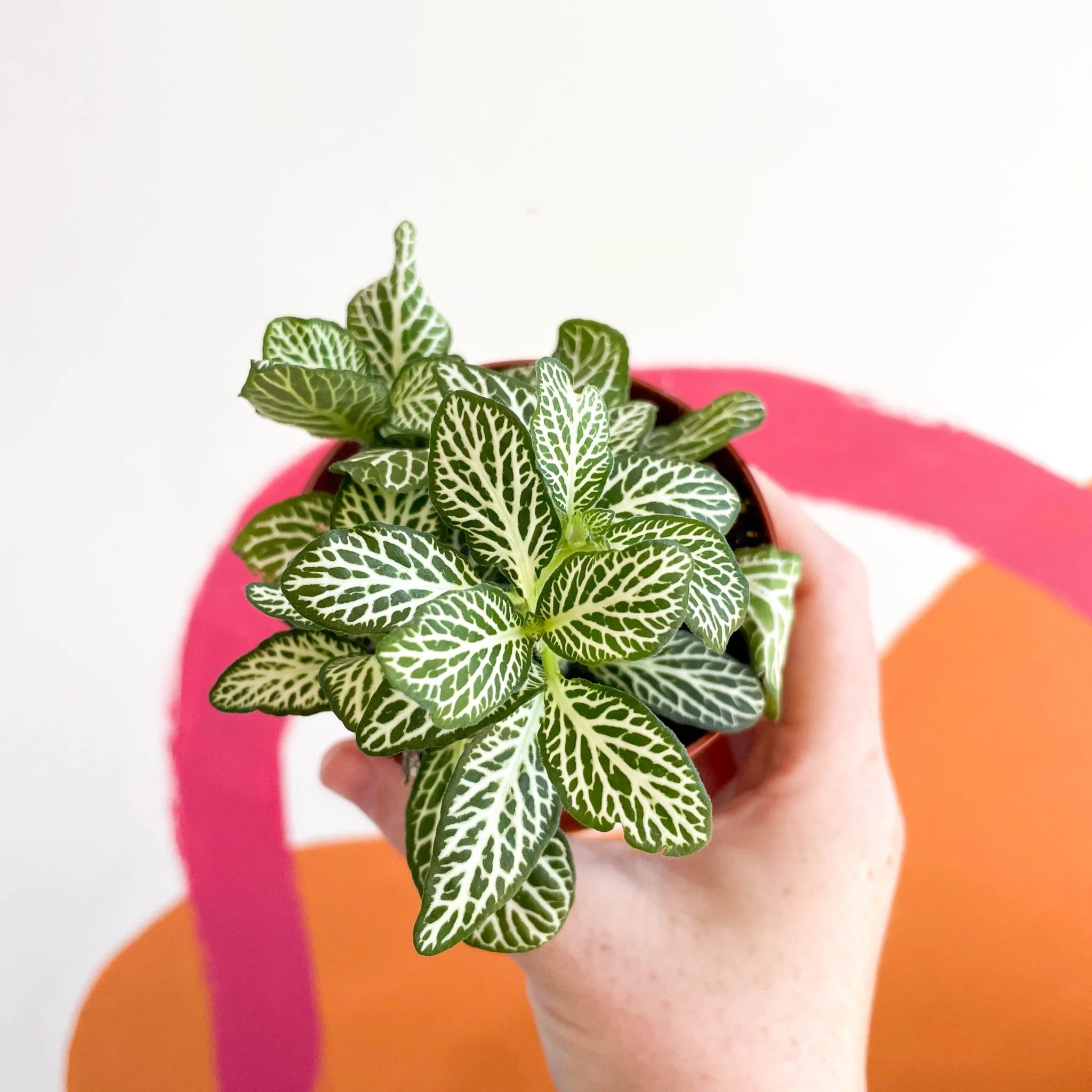 Fittonia argyroneura ‘Mosaic Whisper’