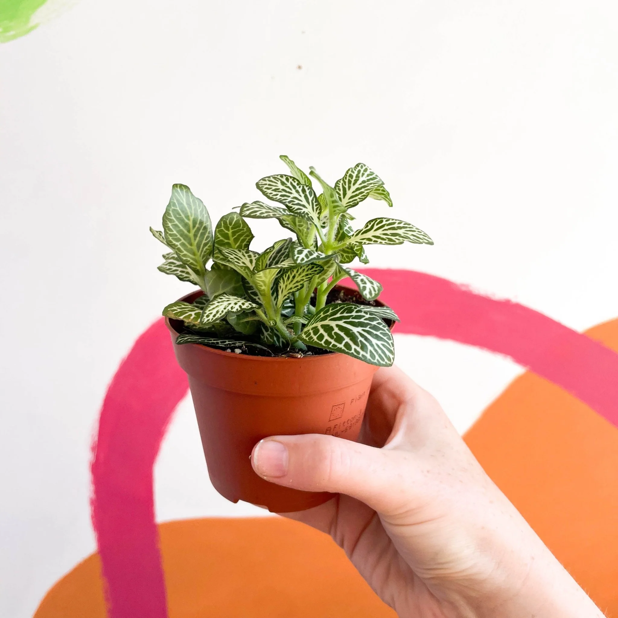 Fittonia argyroneura ‘Mosaic Whisper’ - Image 2