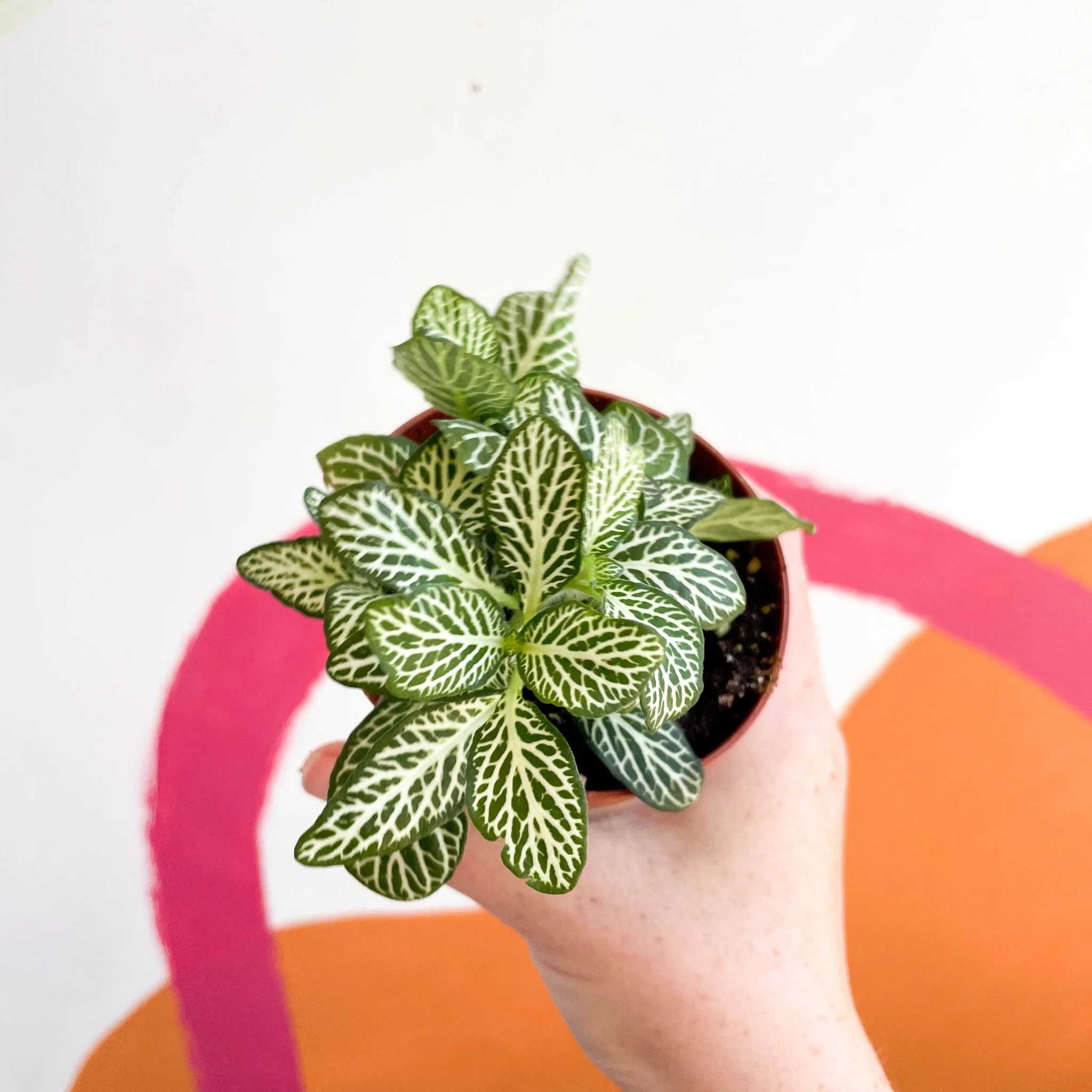 Fittonia argyroneura ‘Mosaic Whisper’ - Image 5