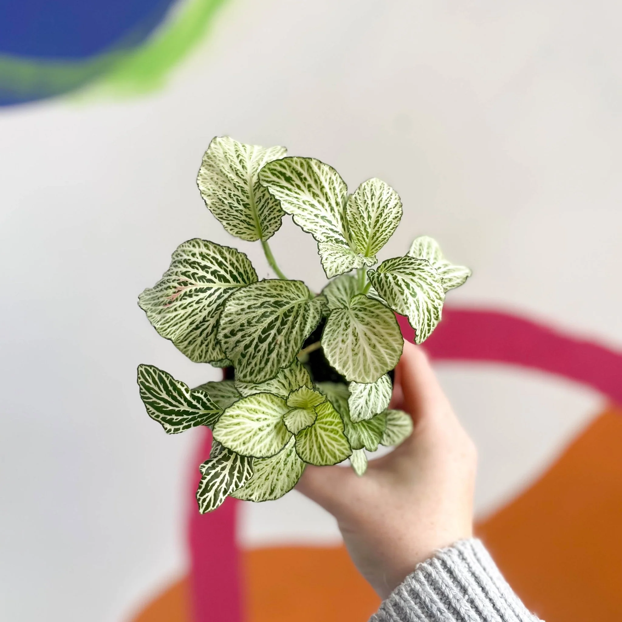 Fittonia argyroneura 'Snow Star'