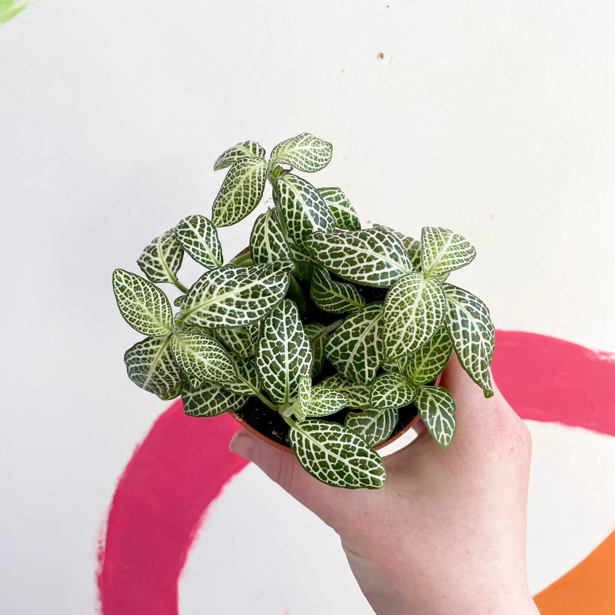 Fittonia argyroneura ‘Springtime’