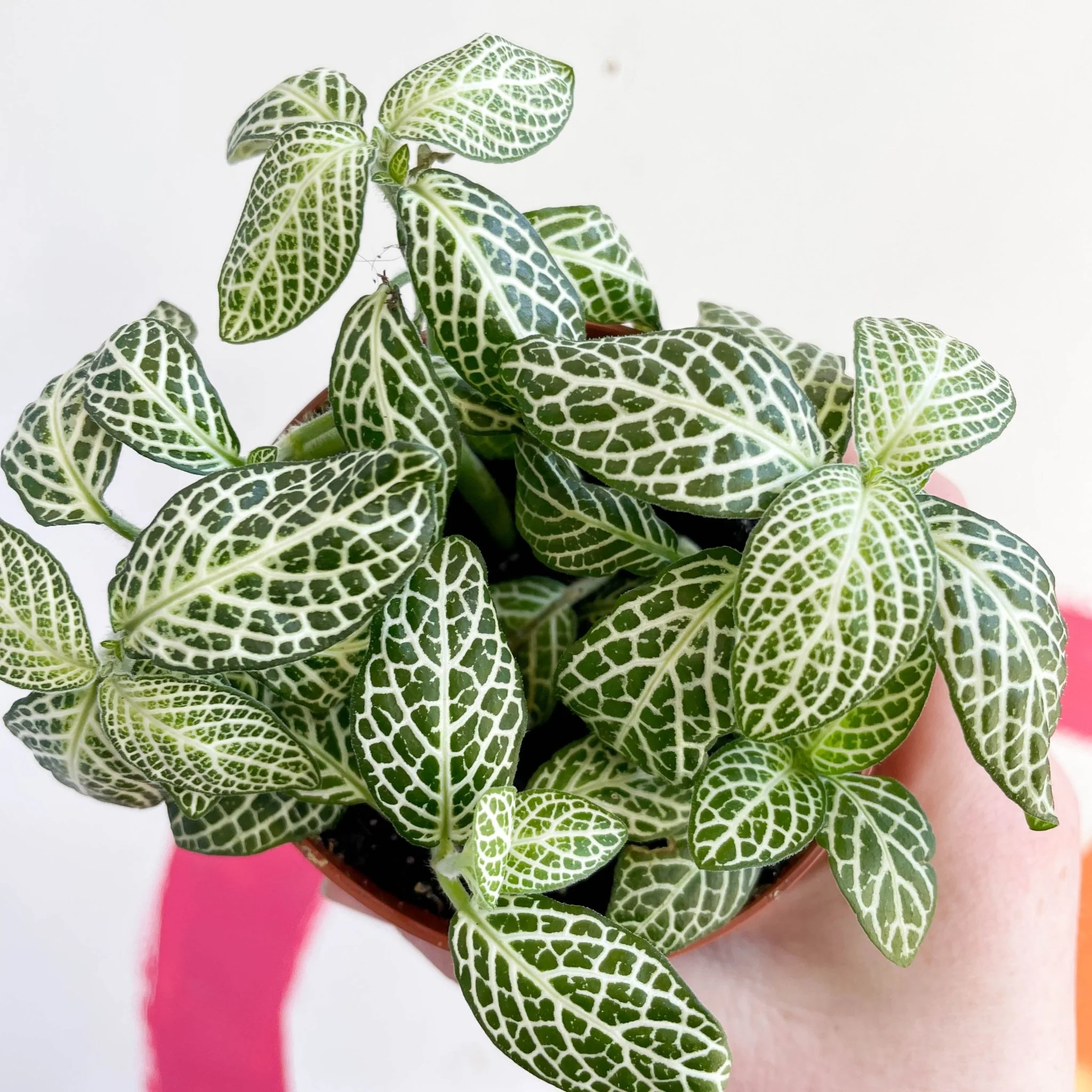 Fittonia argyroneura ‘Springtime’ - Image 2