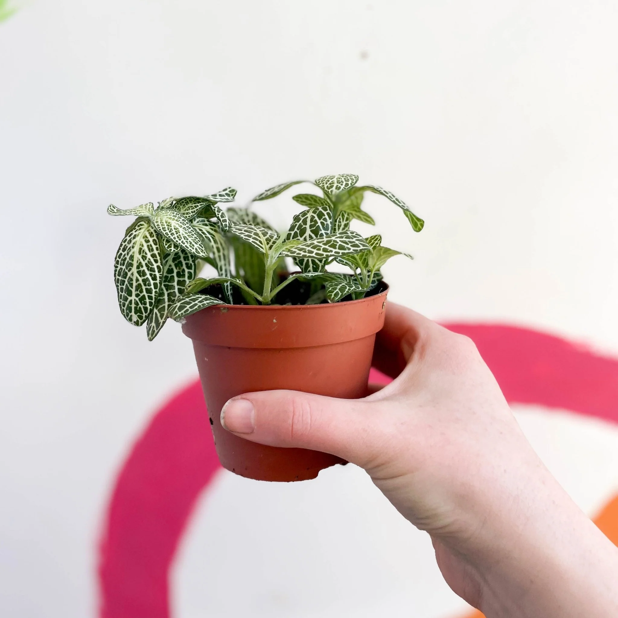 Fittonia argyroneura ‘Springtime’ - Image 3