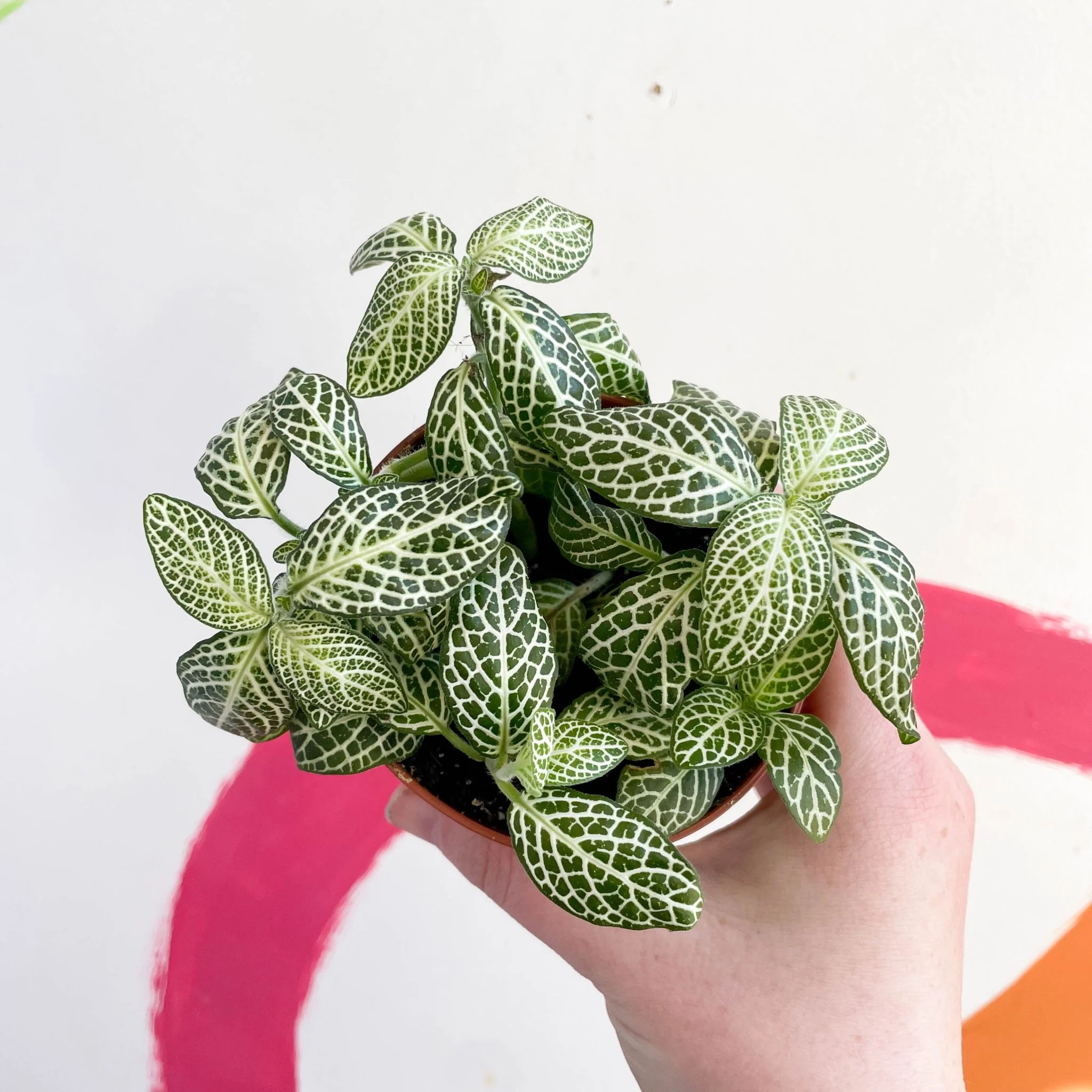 Fittonia argyroneura ‘Springtime’ - Image 4