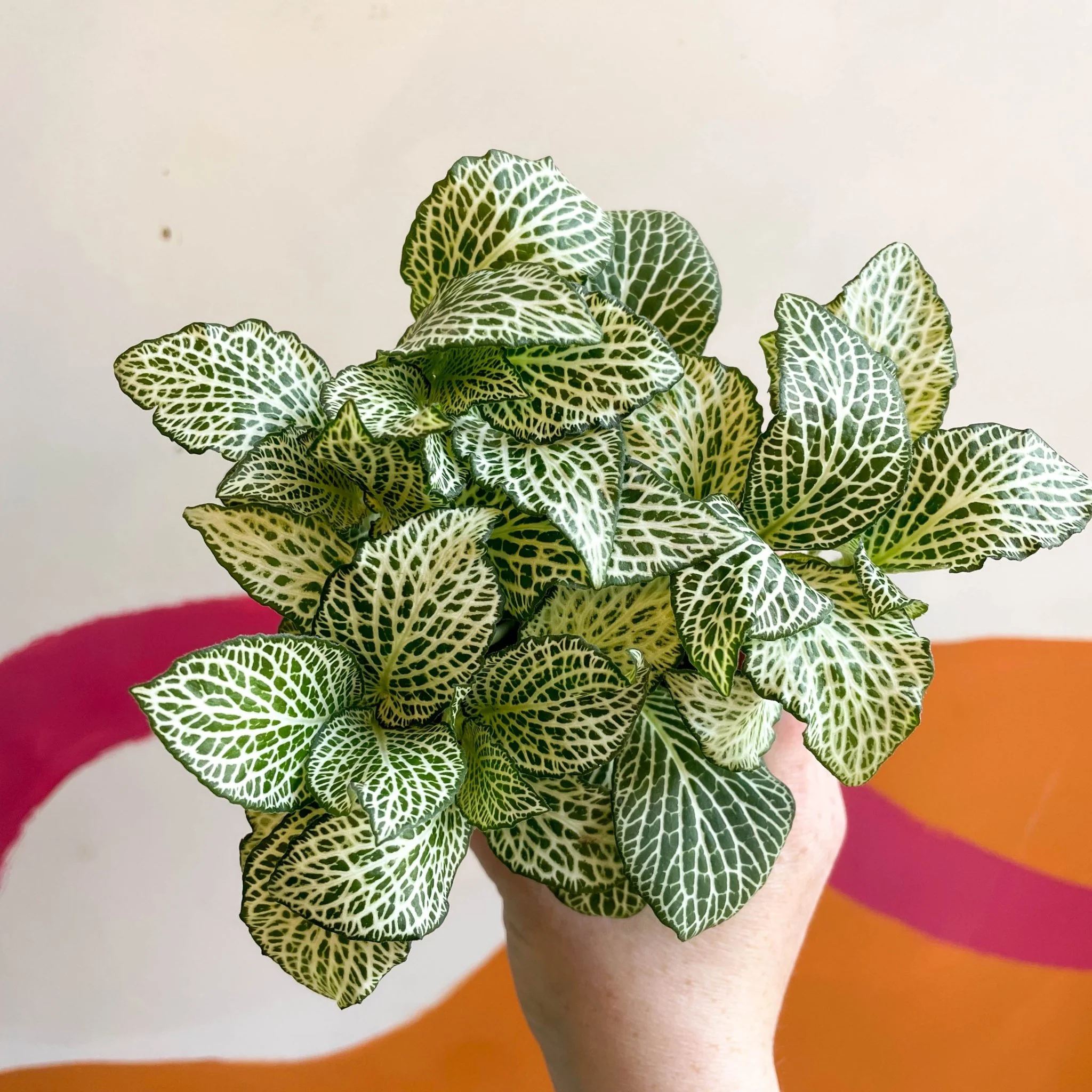 Fittonia argyroneura 'White Anne'