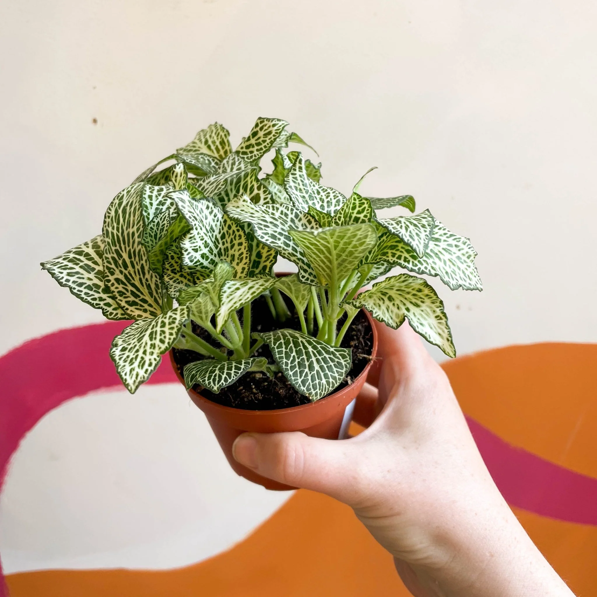 Fittonia argyroneura 'White Anne' - Image 2