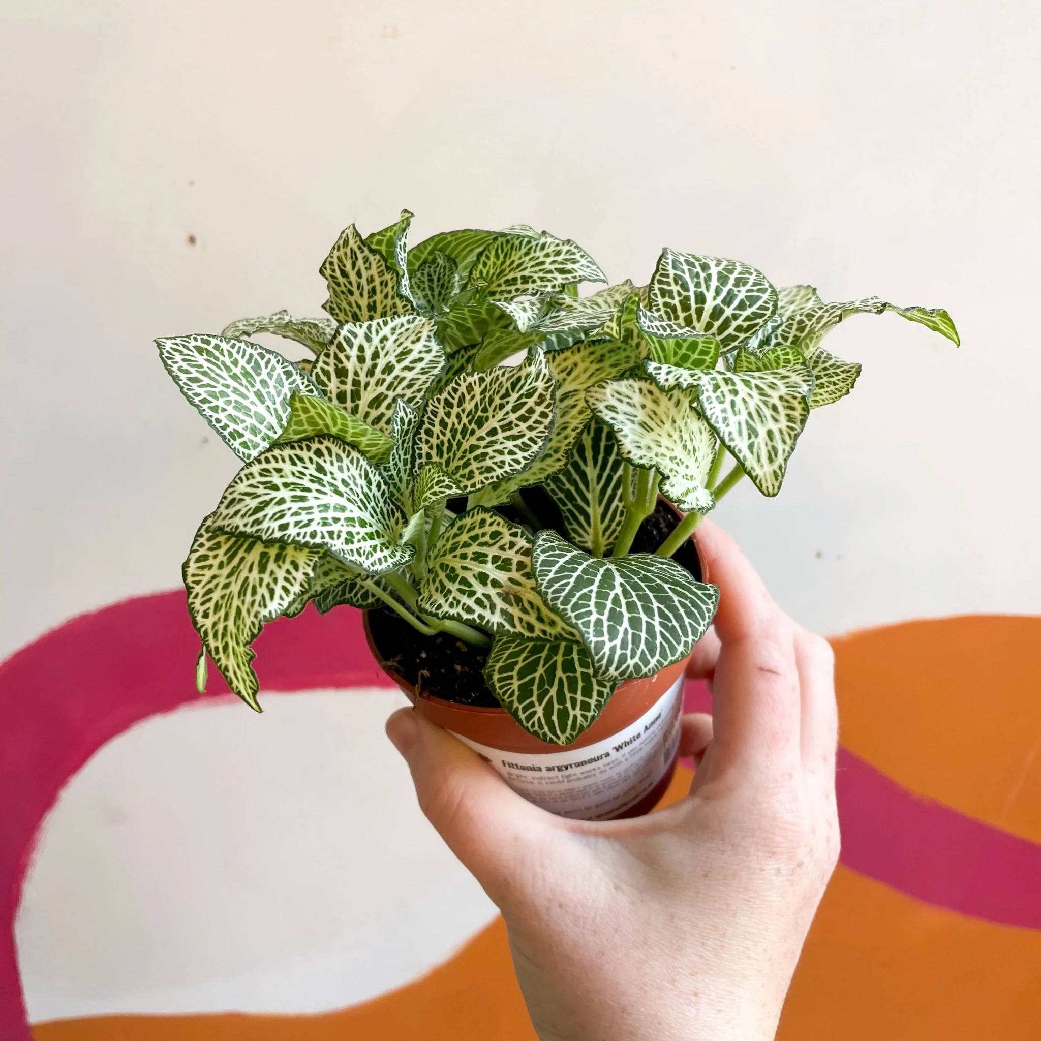 Fittonia argyroneura 'White Anne' - Image 3