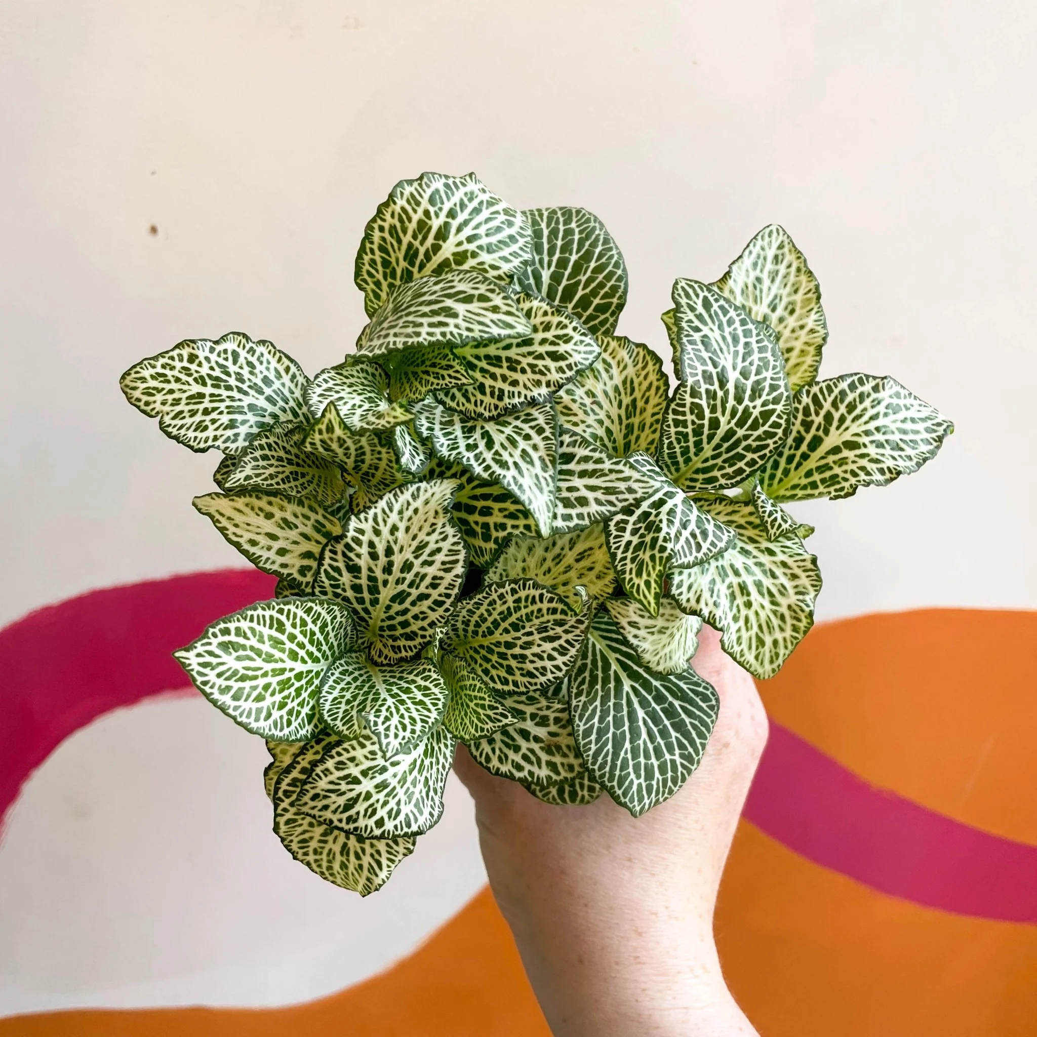 Fittonia argyroneura 'White Anne' - Image 4