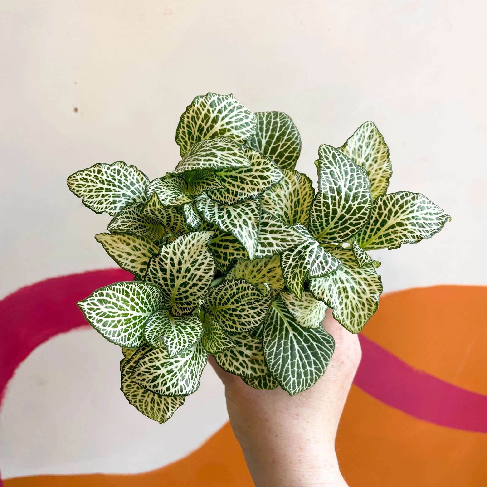 Fittonia argyroneura 'White Anne' - Image 5