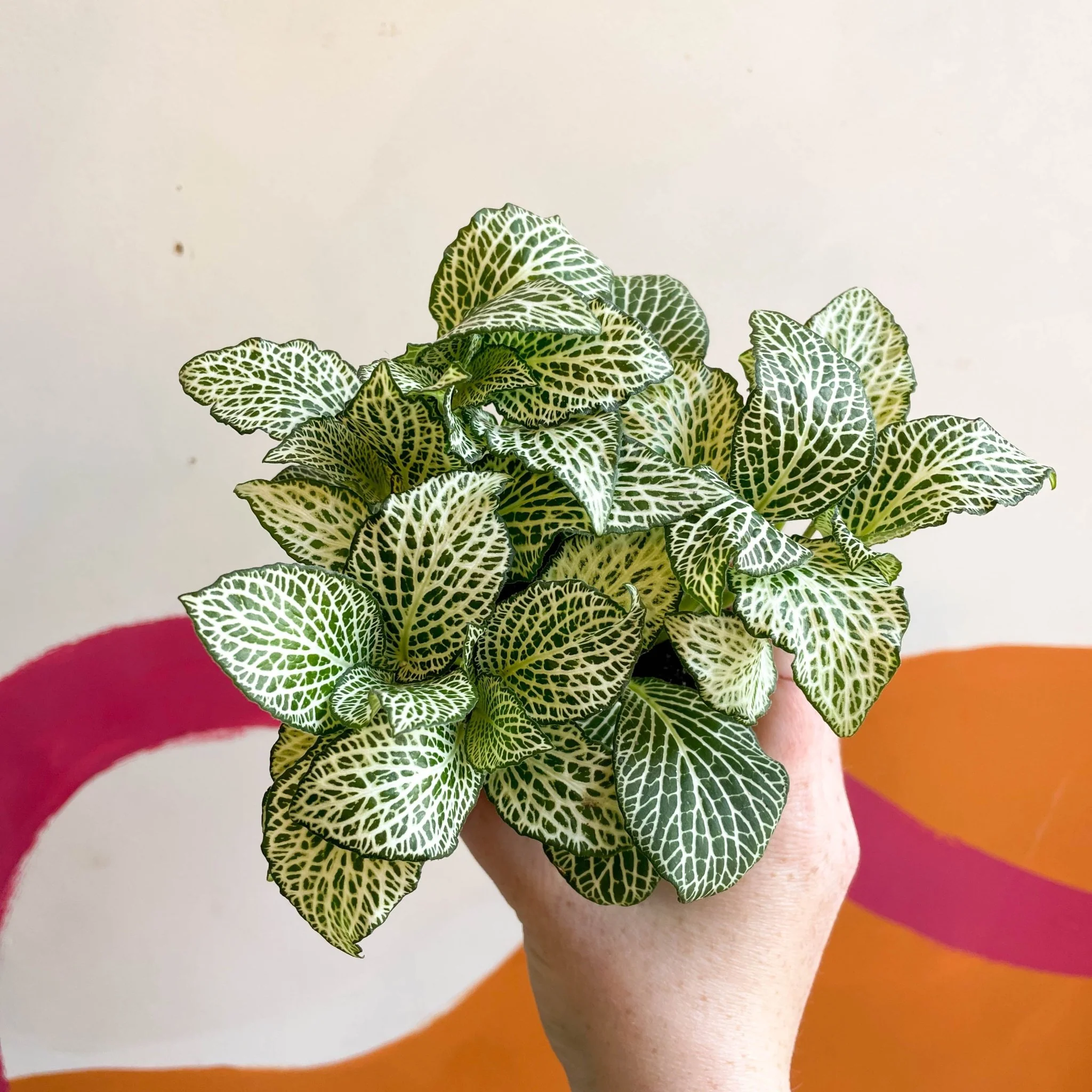 Fittonia argyroneura 'White Anne' - Image 6