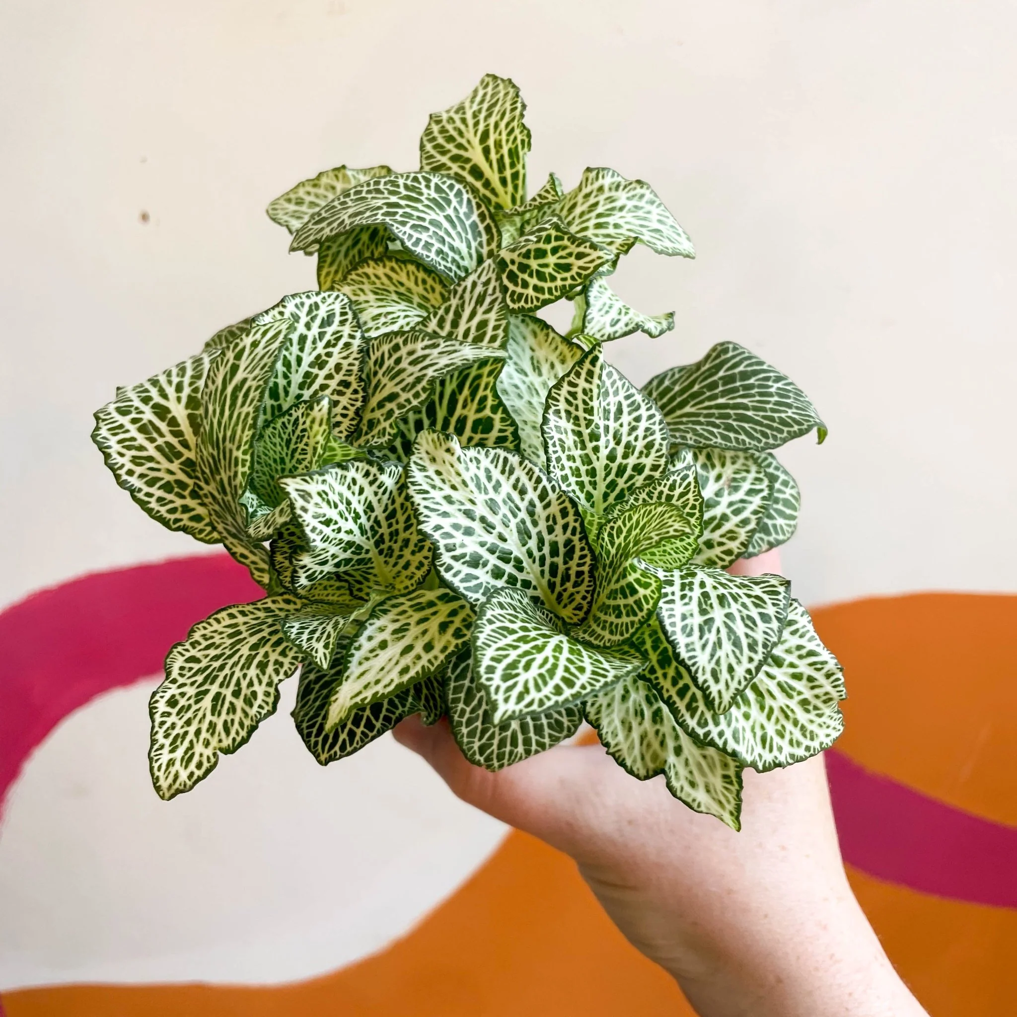 Fittonia argyroneura 'White Anne' - Image 7