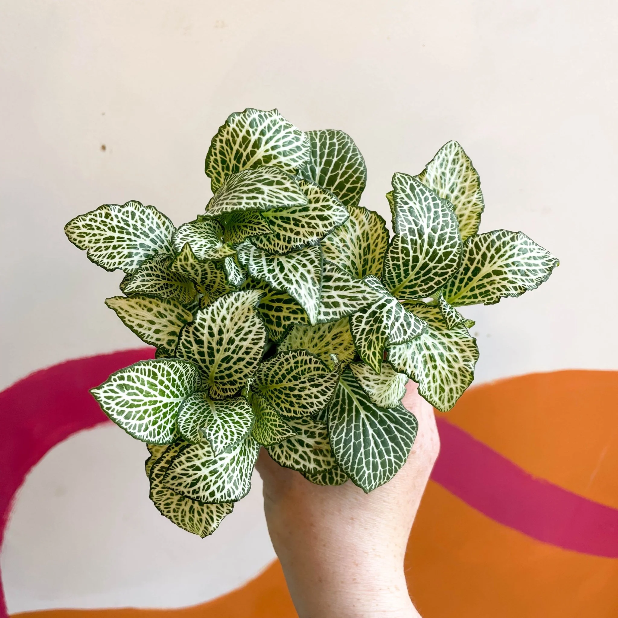 Fittonia argyroneura 'White Anne' - Image 8