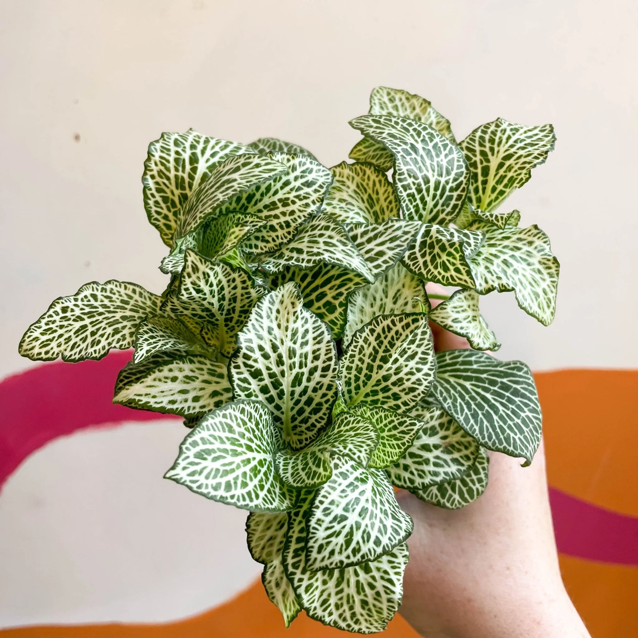 Fittonia argyroneura 'White Anne' - Image 9