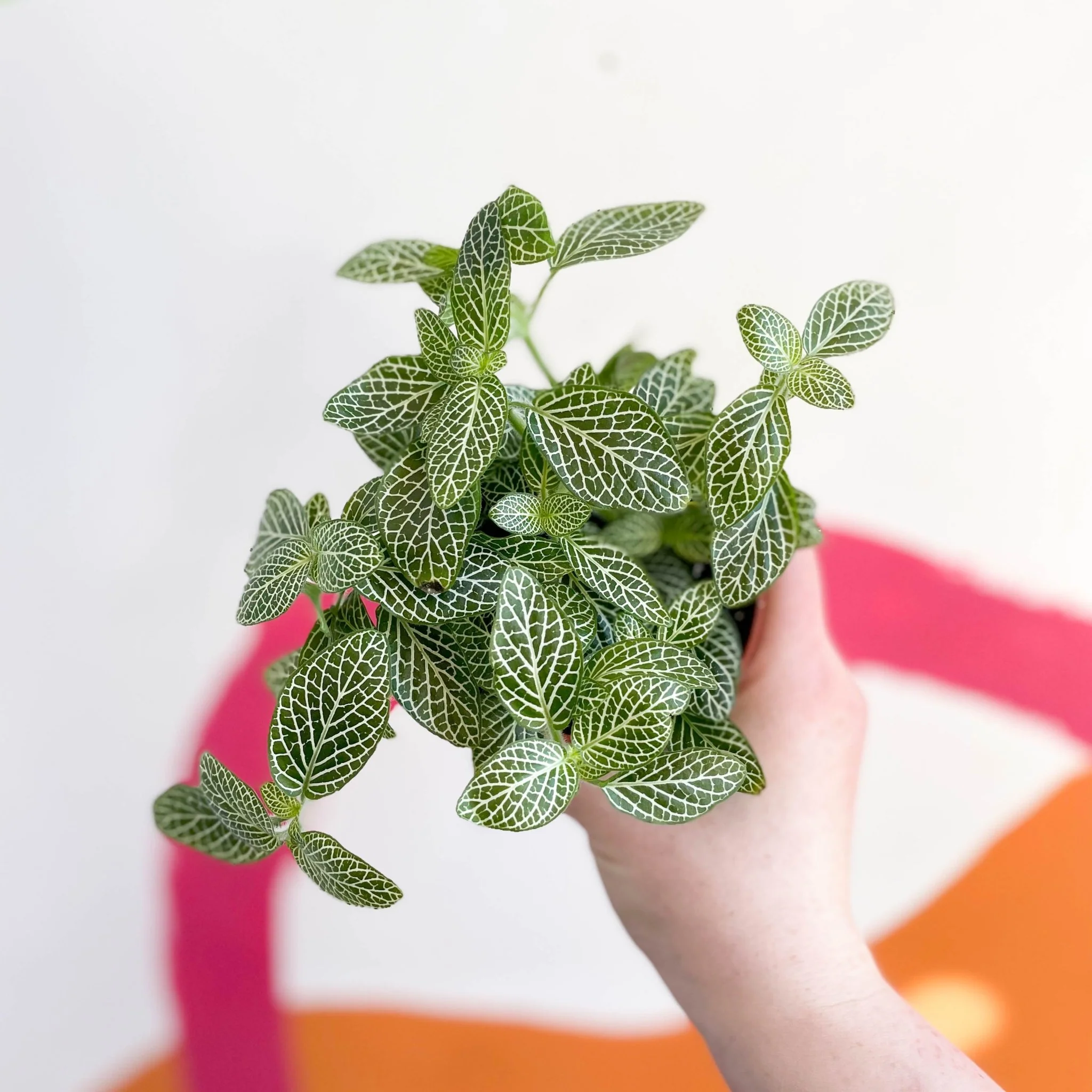 Fittonia argyroneura ‘White Brocade’