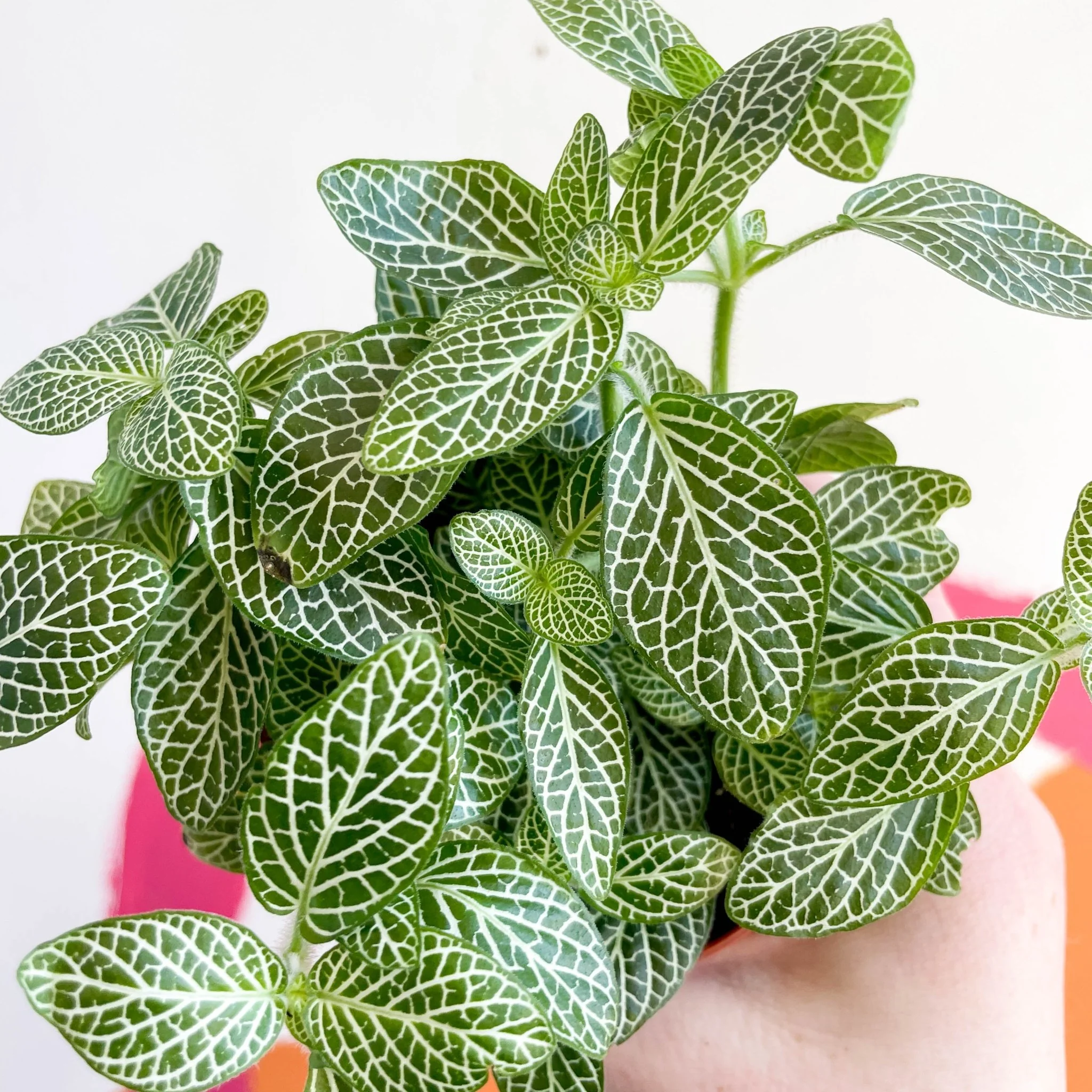 Fittonia argyroneura ‘White Brocade’ - Image 2