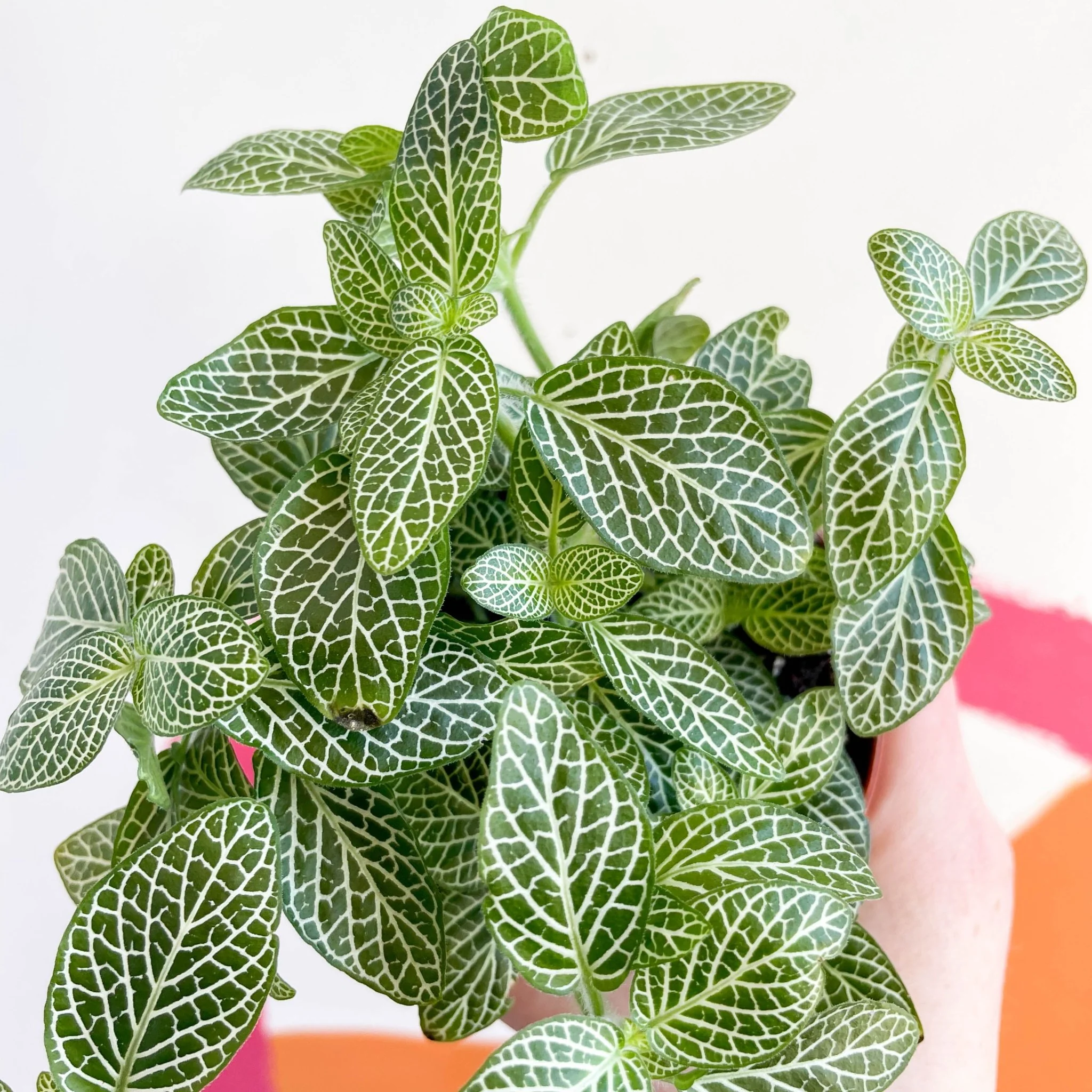 Fittonia argyroneura ‘White Brocade’ - Image 3