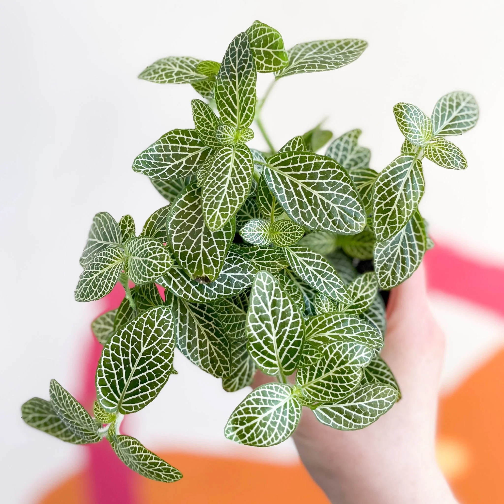Fittonia argyroneura ‘White Brocade’ - Image 4