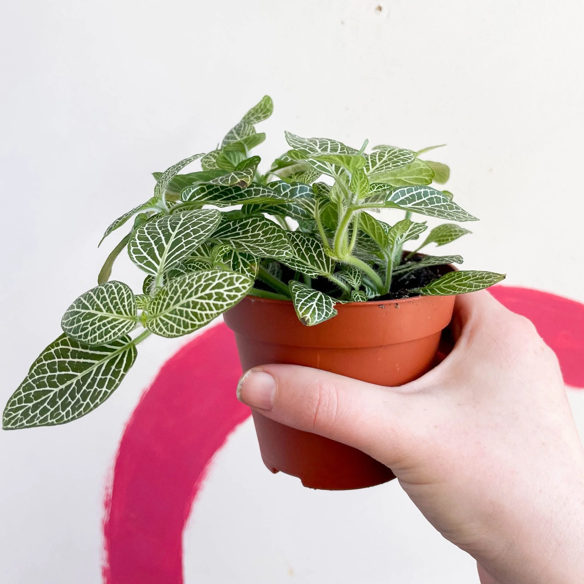 Fittonia argyroneura ‘White Brocade’ - Image 5