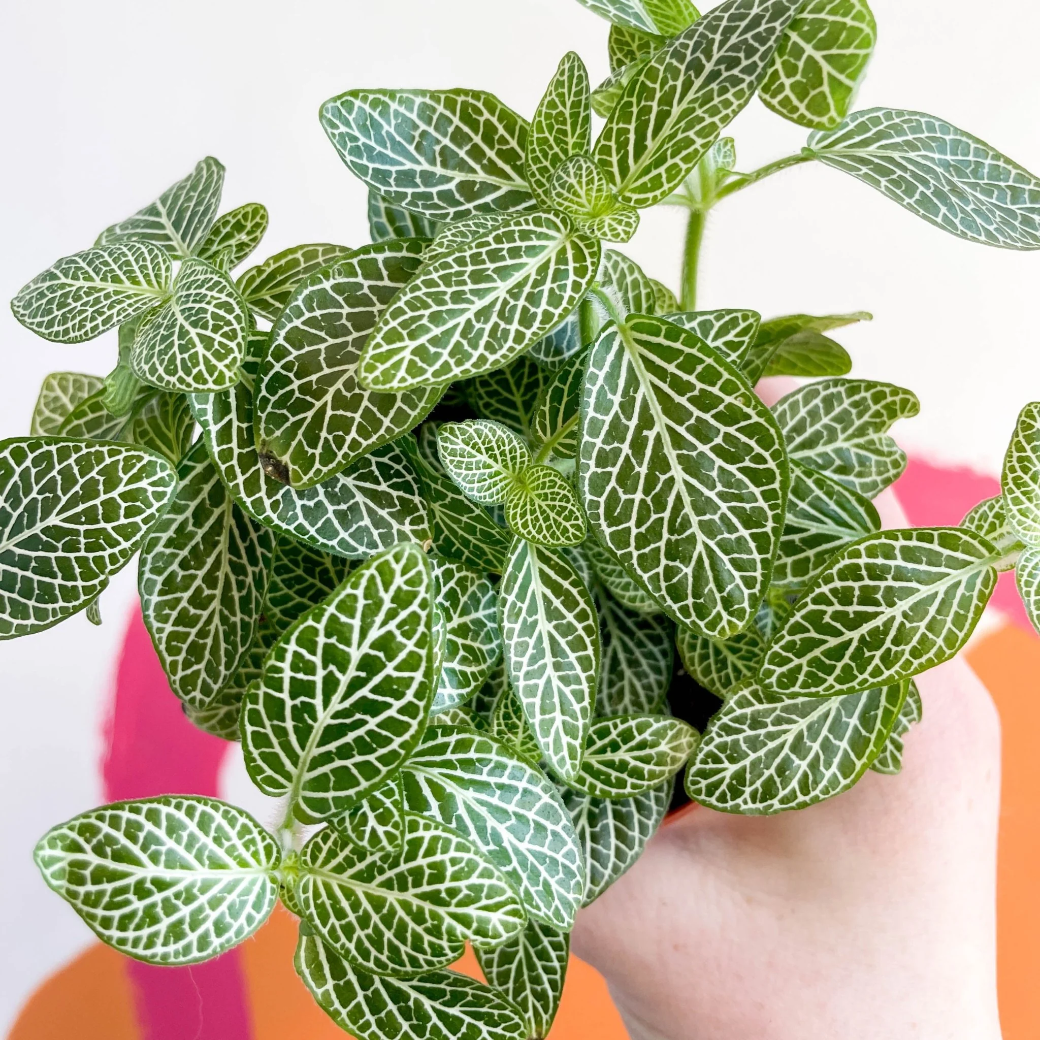 Fittonia argyroneura ‘White Brocade’ - Image 6