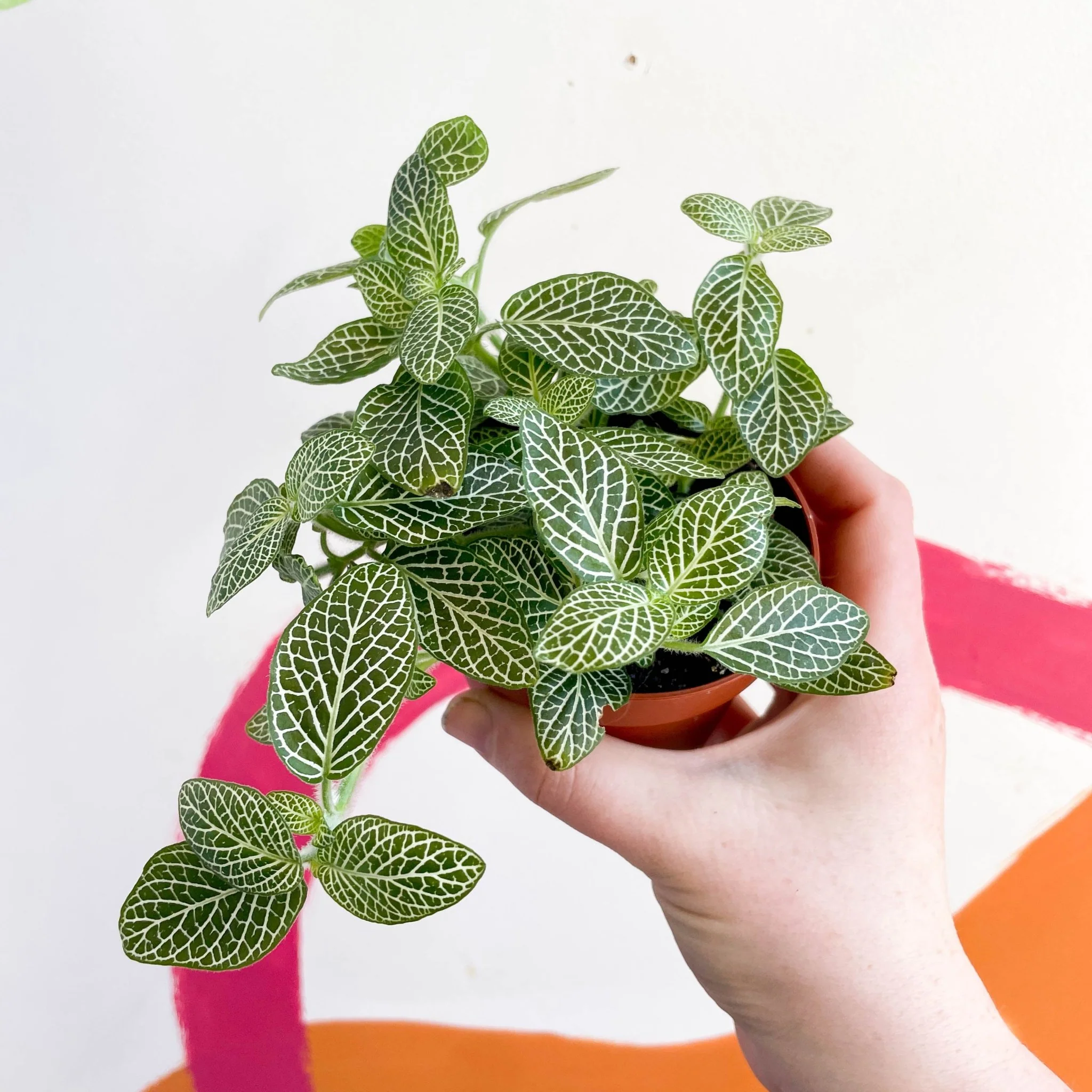 Fittonia argyroneura ‘White Brocade’ - Image 7