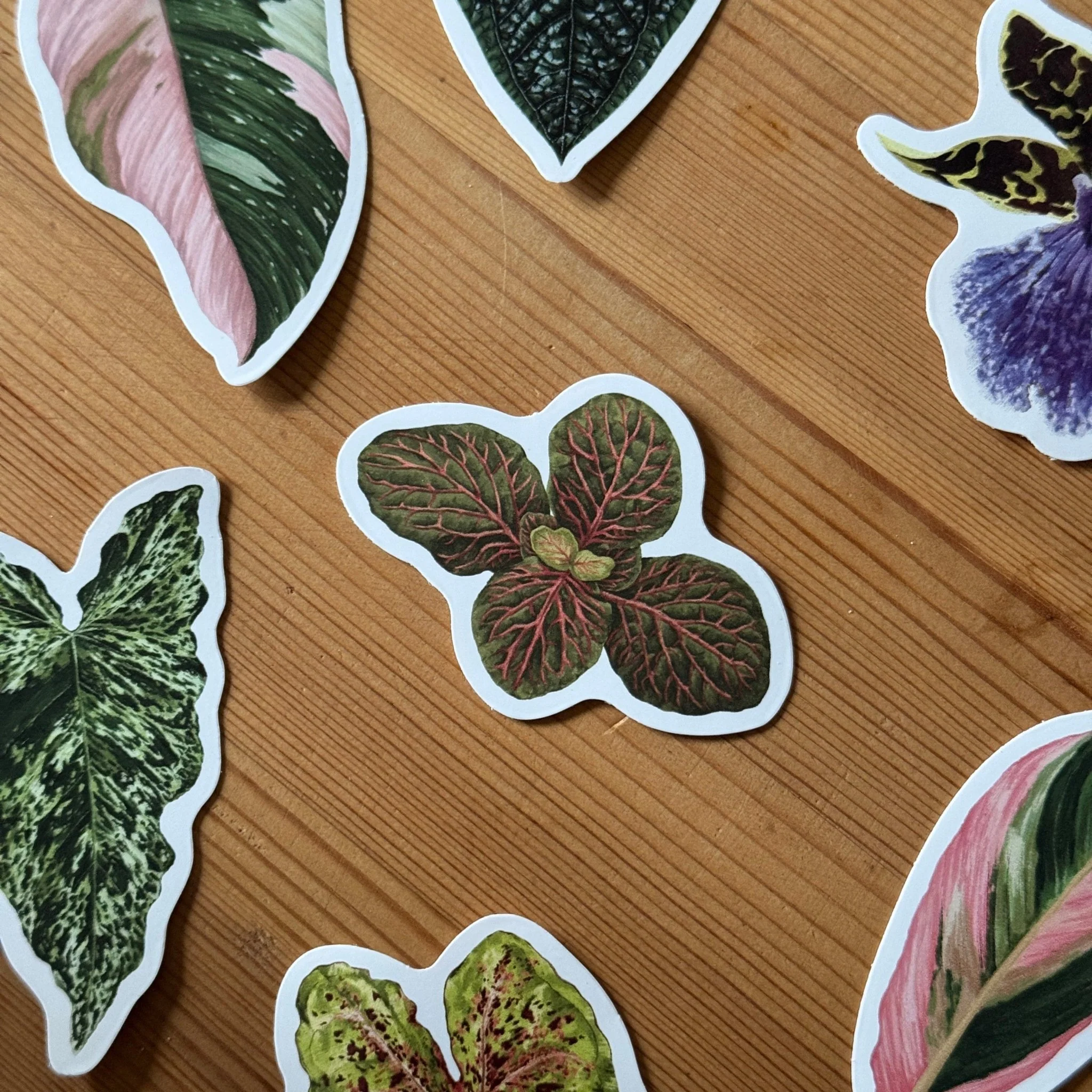 Fittonia Tropical Houseplant Vinyl Sticker [Beneath the Canopy RHS Collab] - Image 3