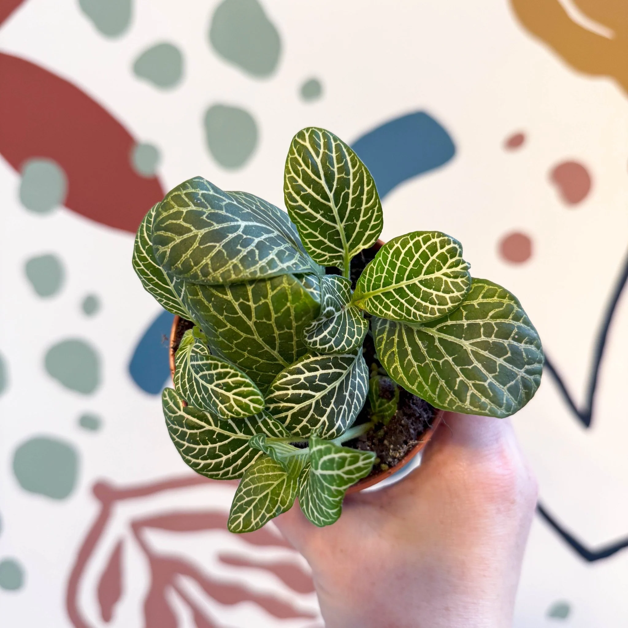 Fittonia verschaffeltii 'Bianco Verde'
