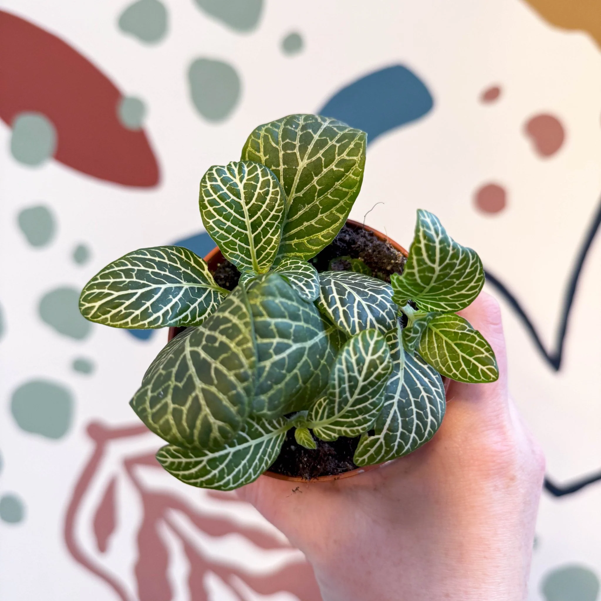 Fittonia verschaffeltii 'Bianco Verde' - Image 10