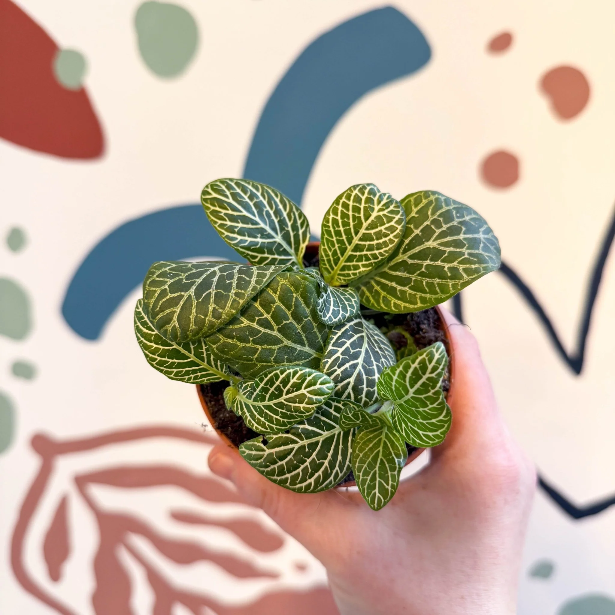 Fittonia verschaffeltii 'Bianco Verde' - Image 11
