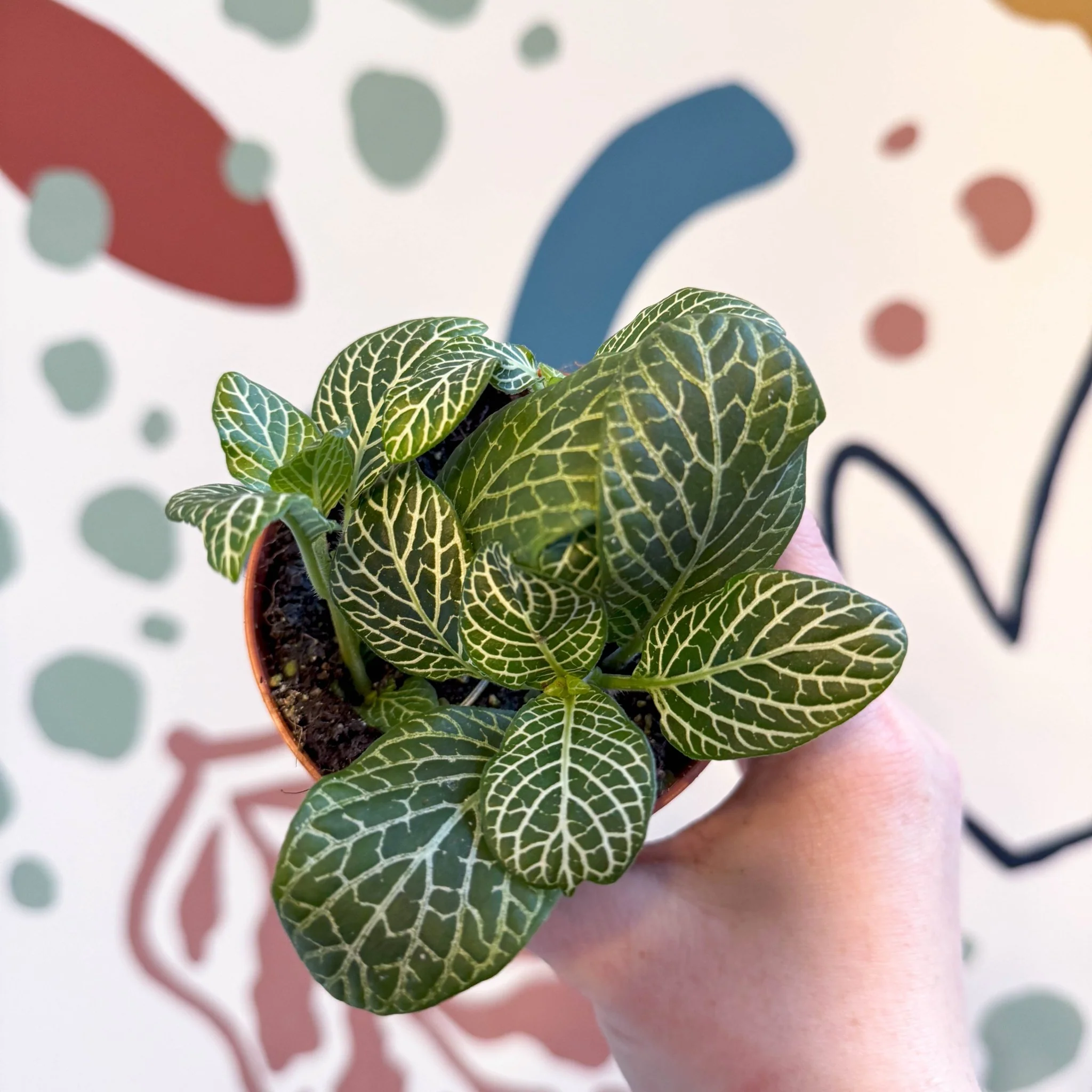 Fittonia verschaffeltii 'Bianco Verde' - Image 12