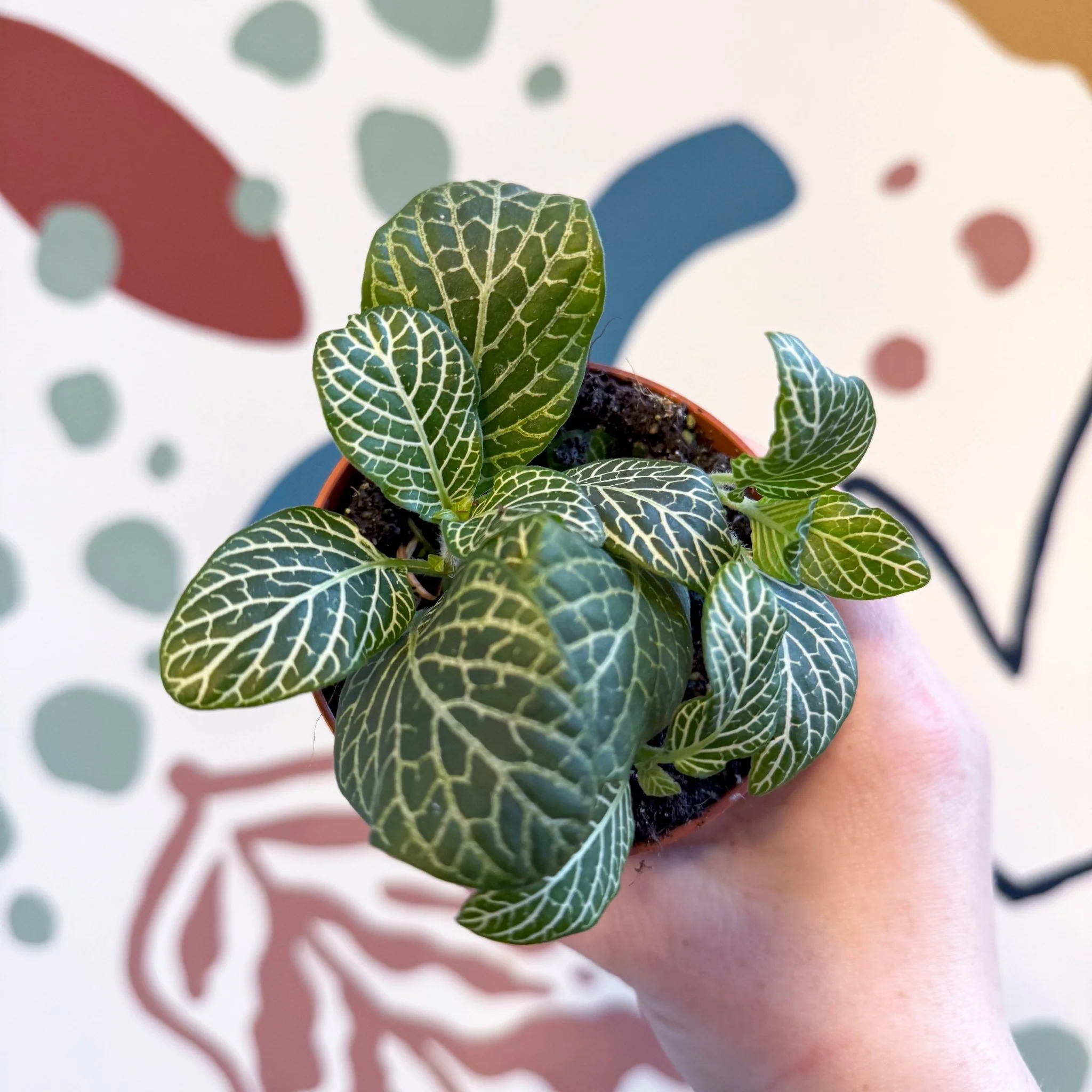 Fittonia verschaffeltii 'Bianco Verde' - Image 13