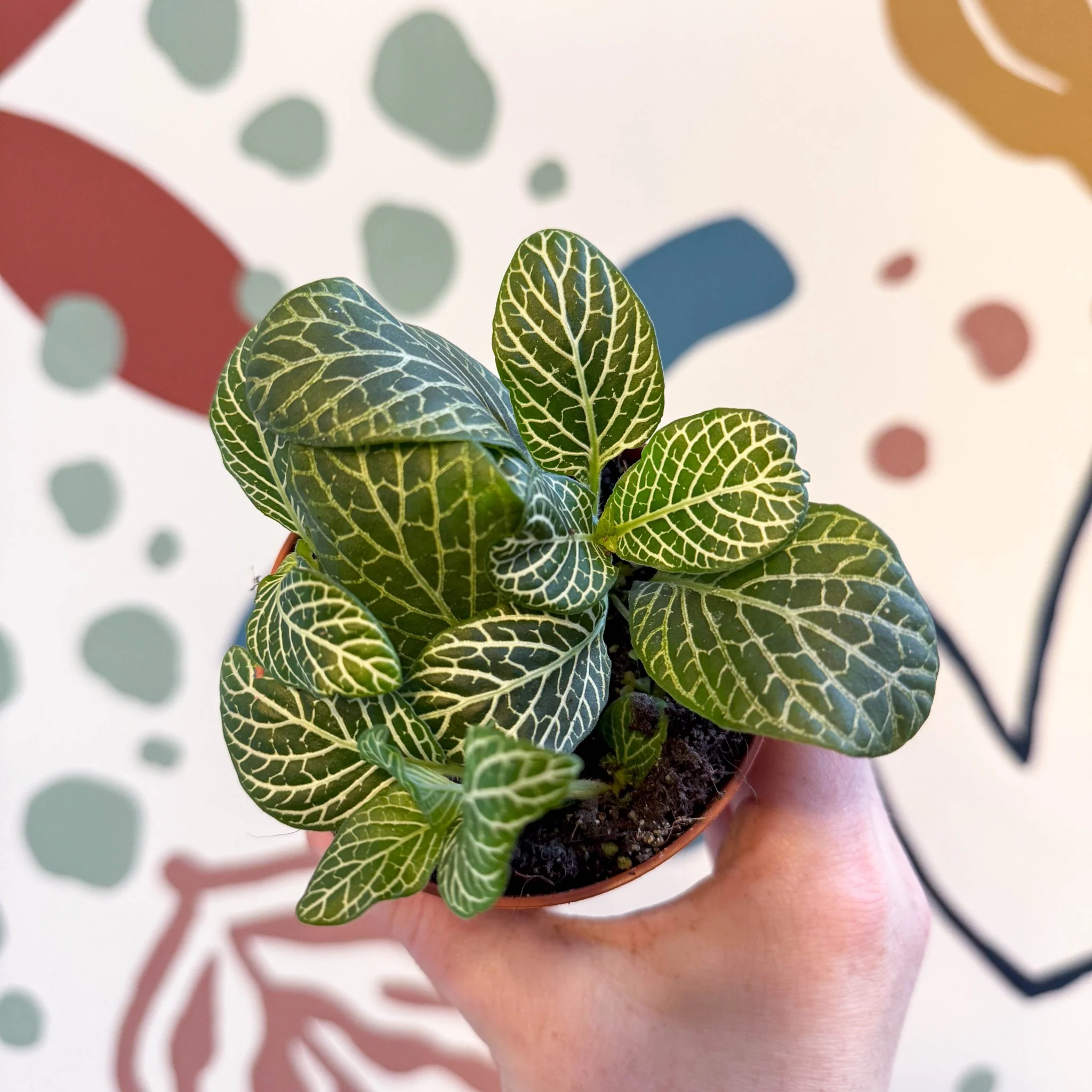 Fittonia verschaffeltii 'Bianco Verde' - Image 14