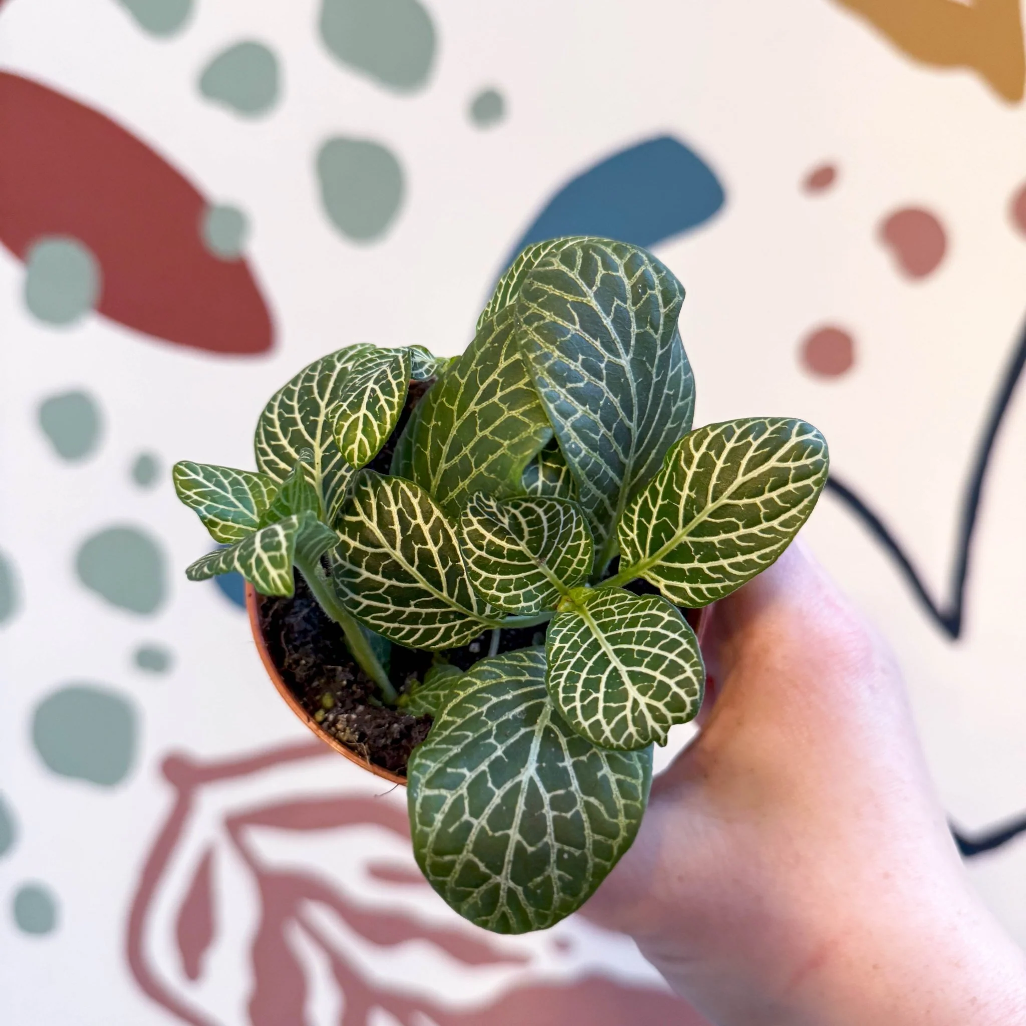 Fittonia verschaffeltii 'Bianco Verde' - Image 15
