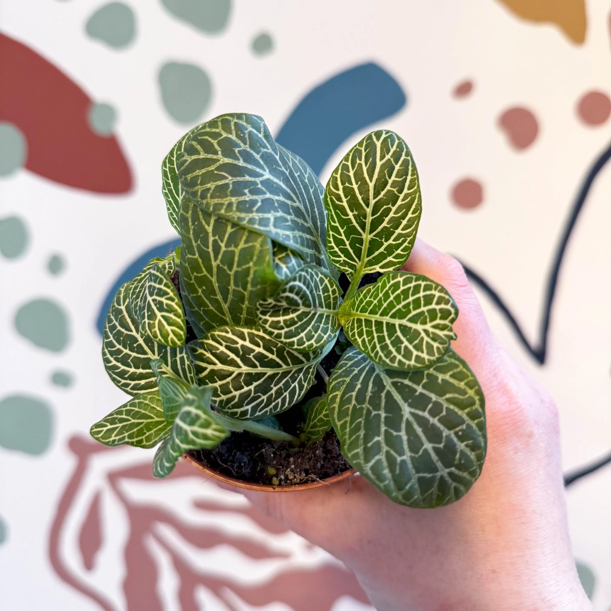 Fittonia verschaffeltii 'Bianco Verde' - Image 2
