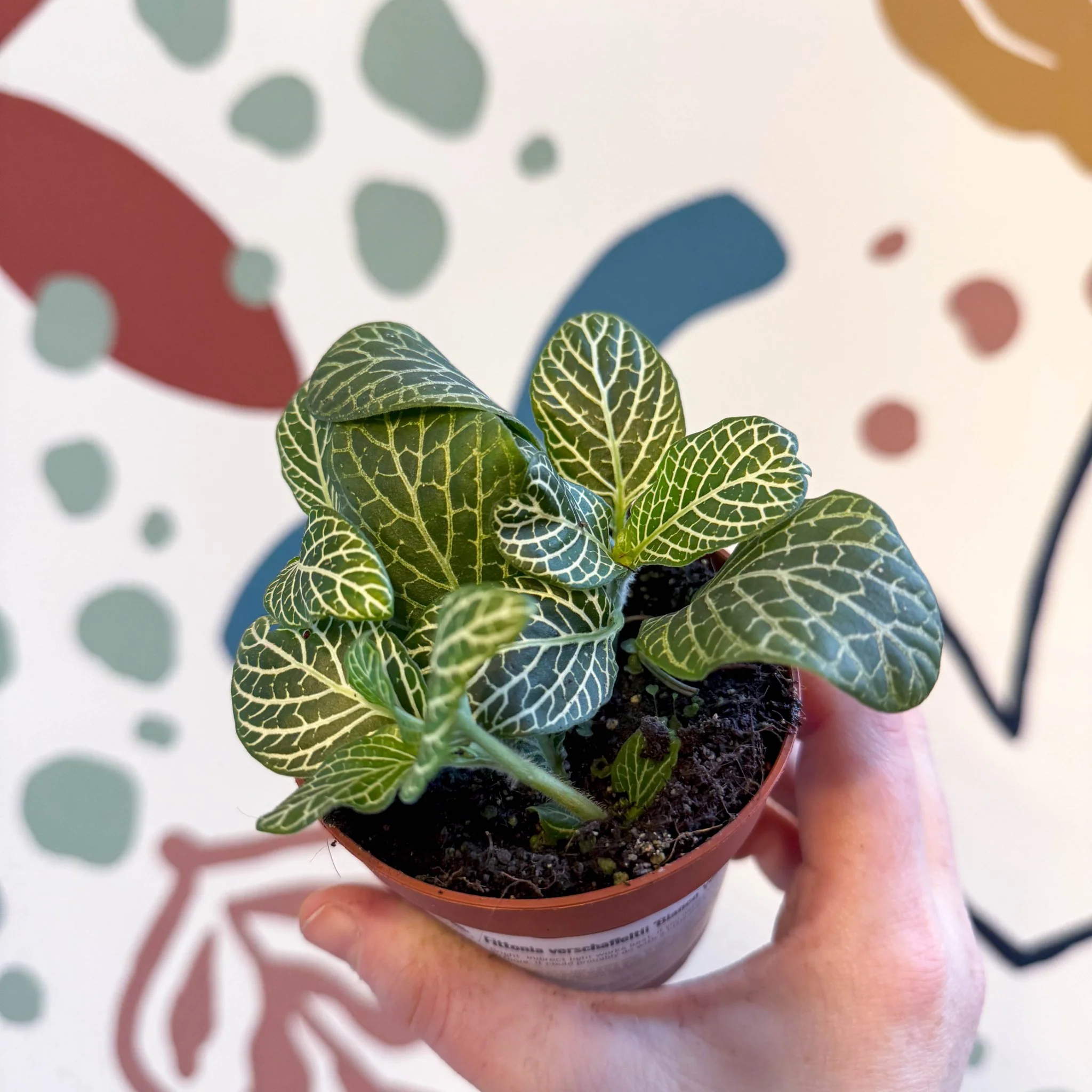Fittonia verschaffeltii 'Bianco Verde' - Image 3