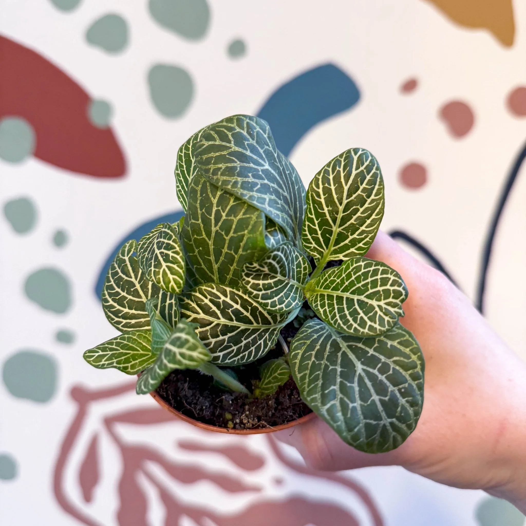 Fittonia verschaffeltii 'Bianco Verde' - Image 4