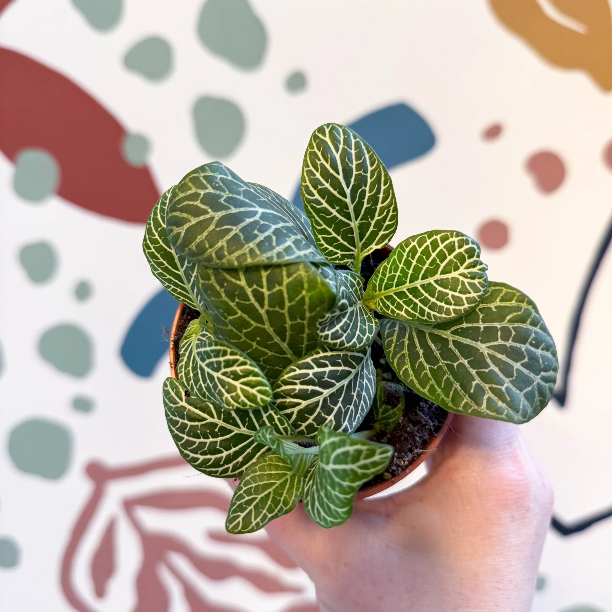Fittonia verschaffeltii 'Bianco Verde' - Image 5