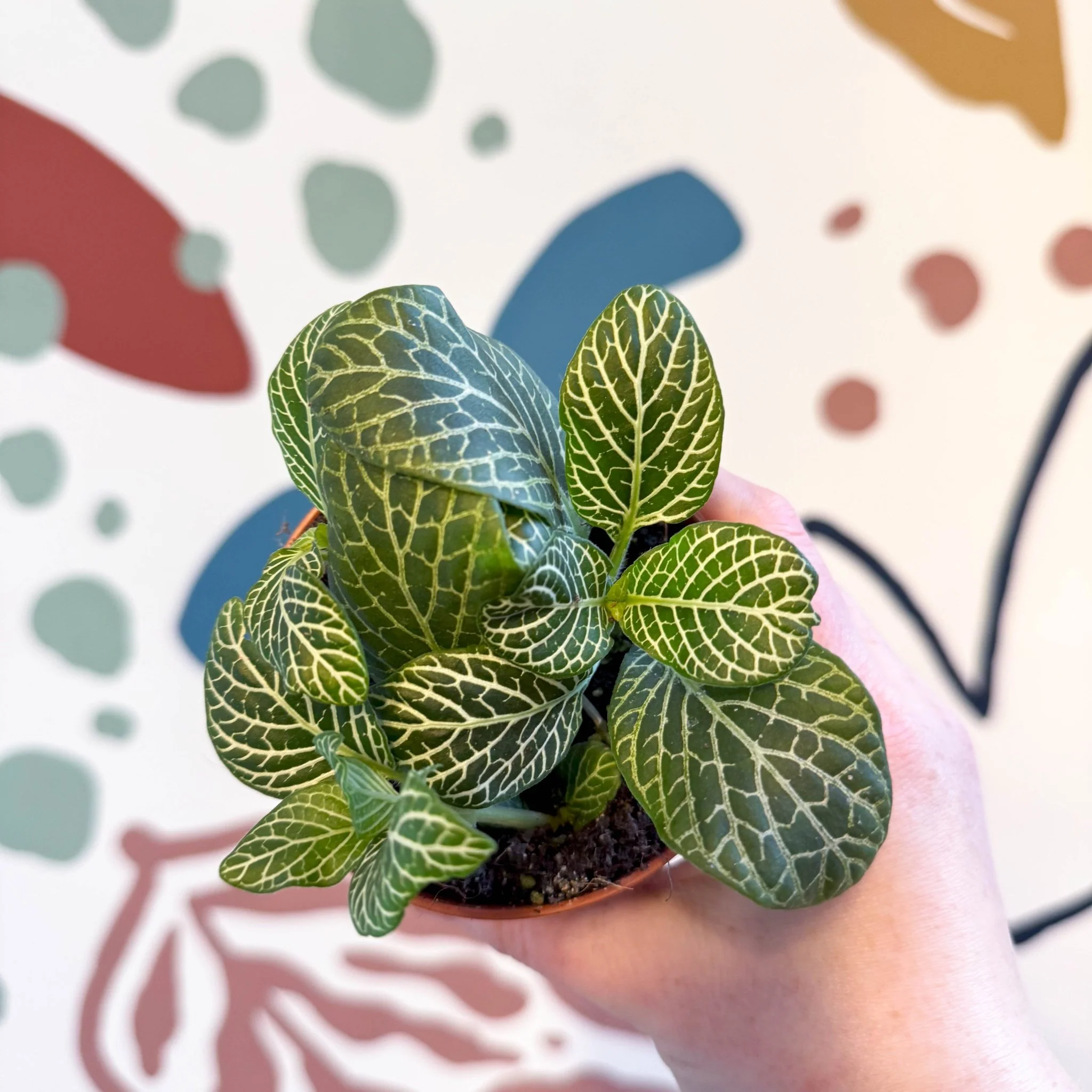 Fittonia verschaffeltii 'Bianco Verde' - Image 6