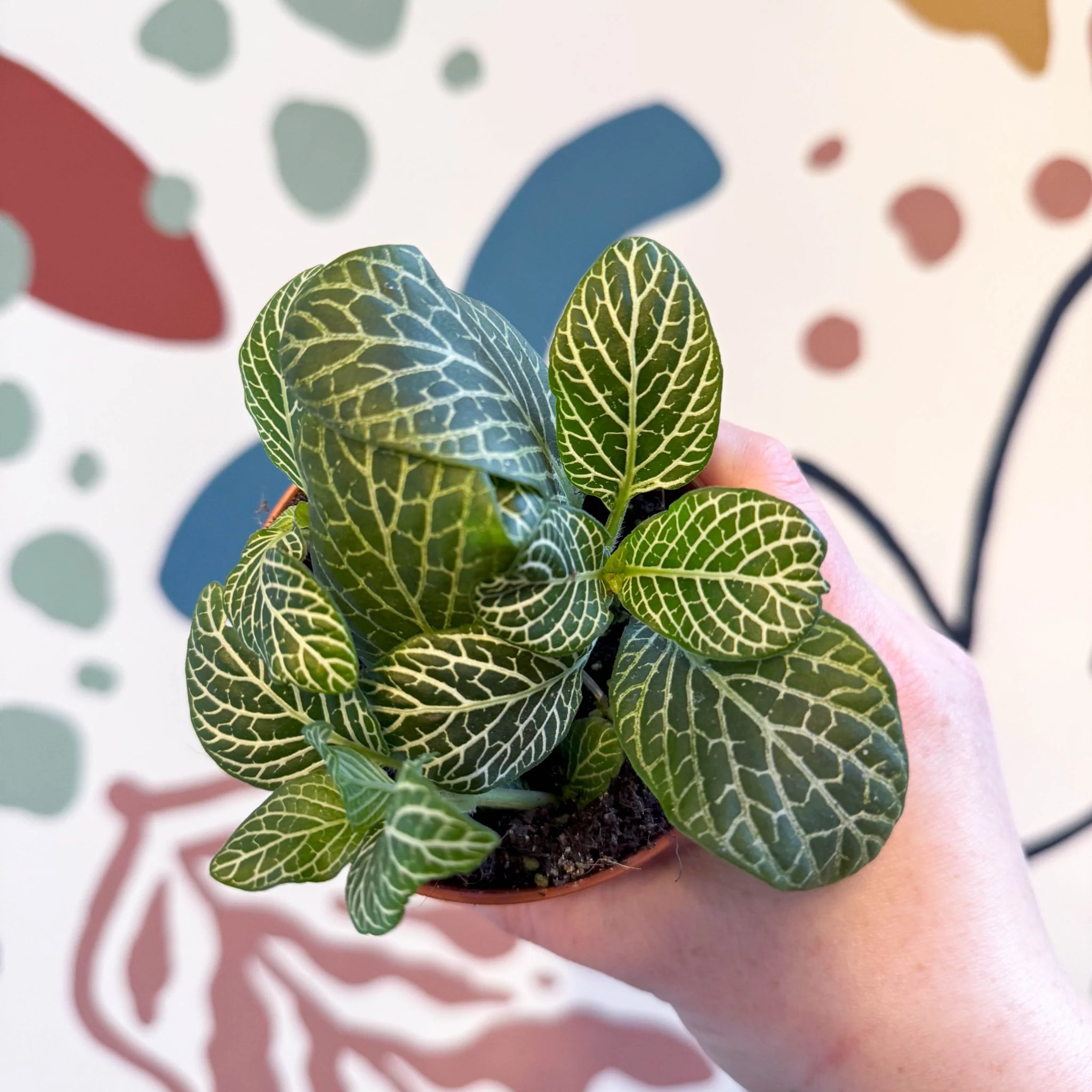 Fittonia verschaffeltii 'Bianco Verde' - Image 7