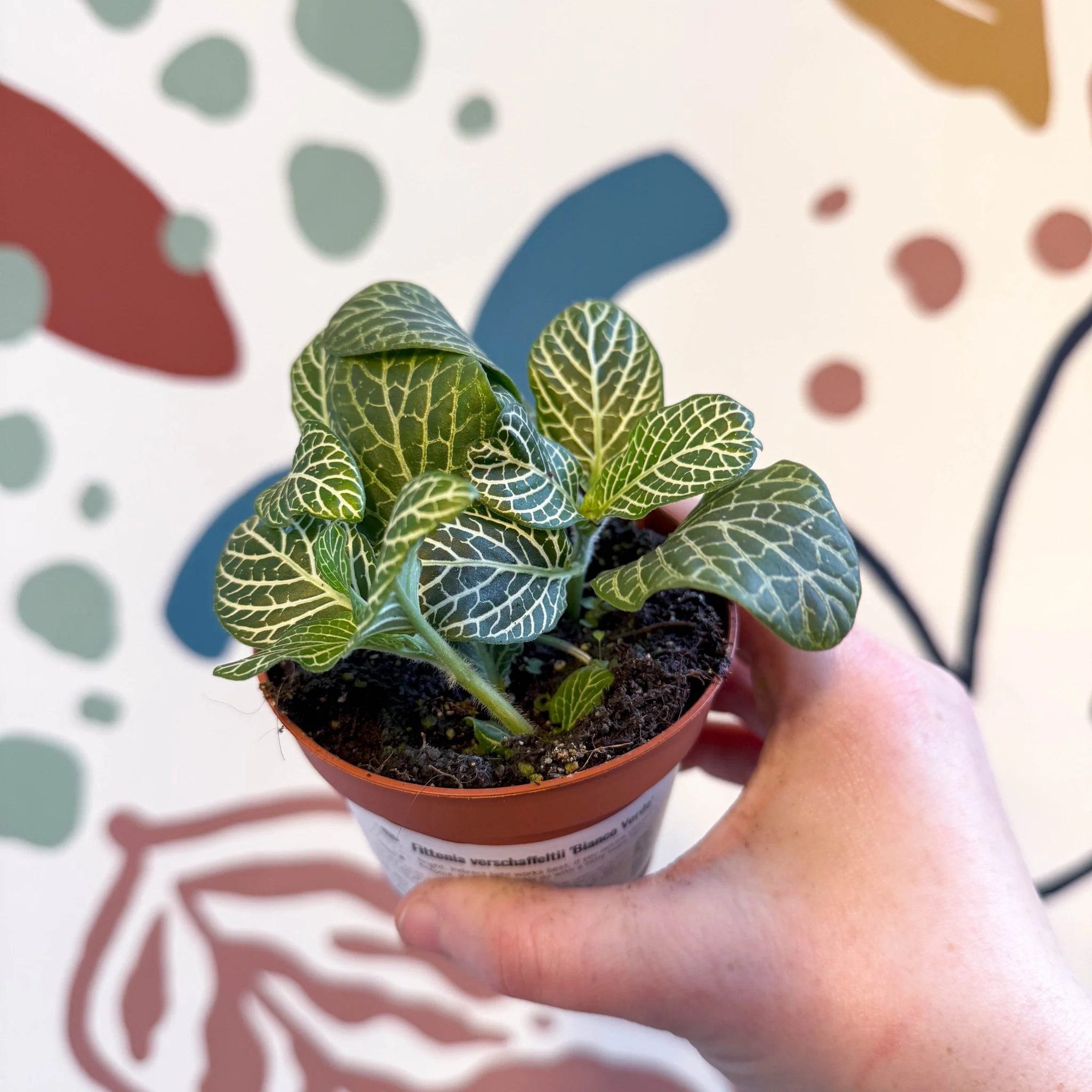 Fittonia verschaffeltii 'Bianco Verde' - Image 8