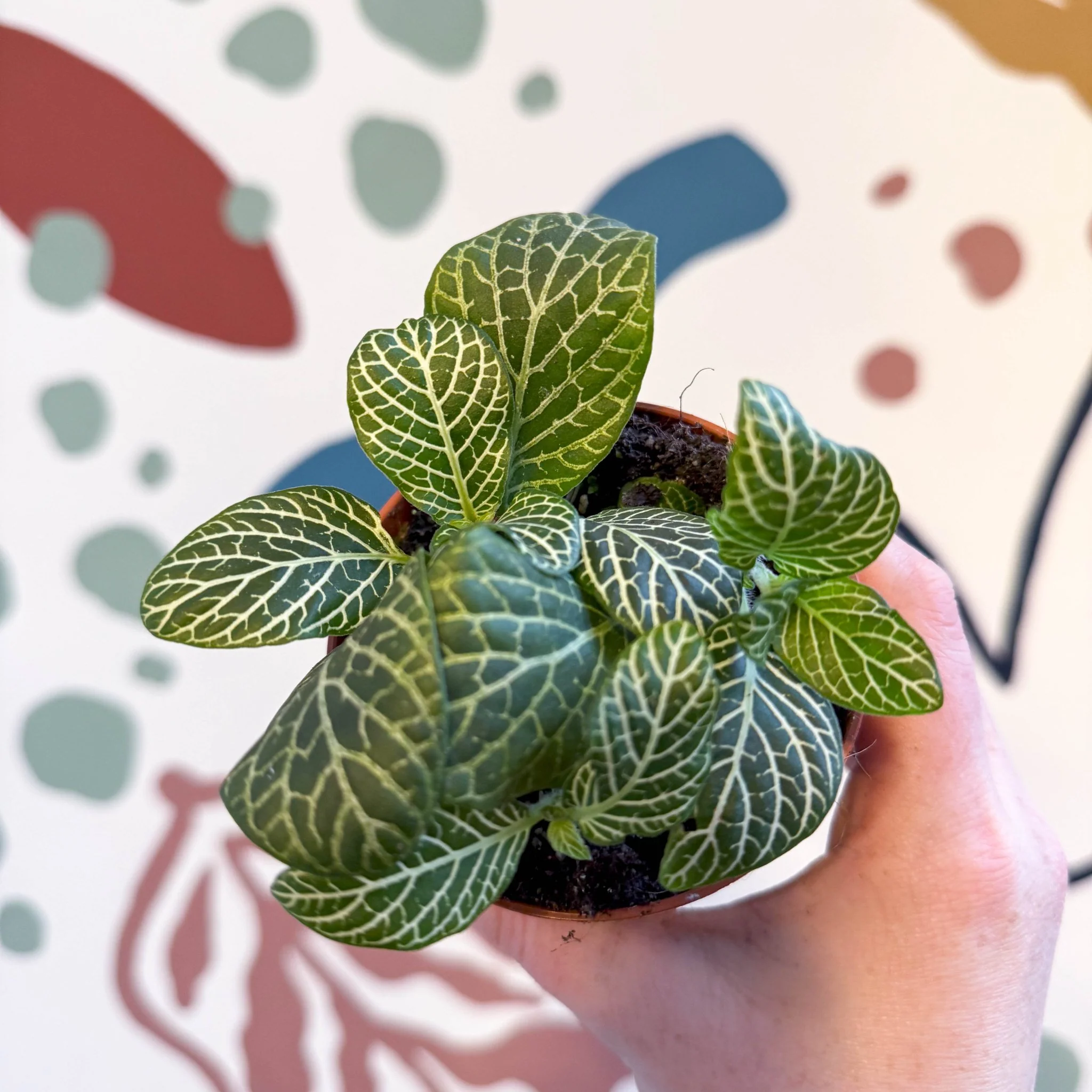 Fittonia verschaffeltii 'Bianco Verde' - Image 9